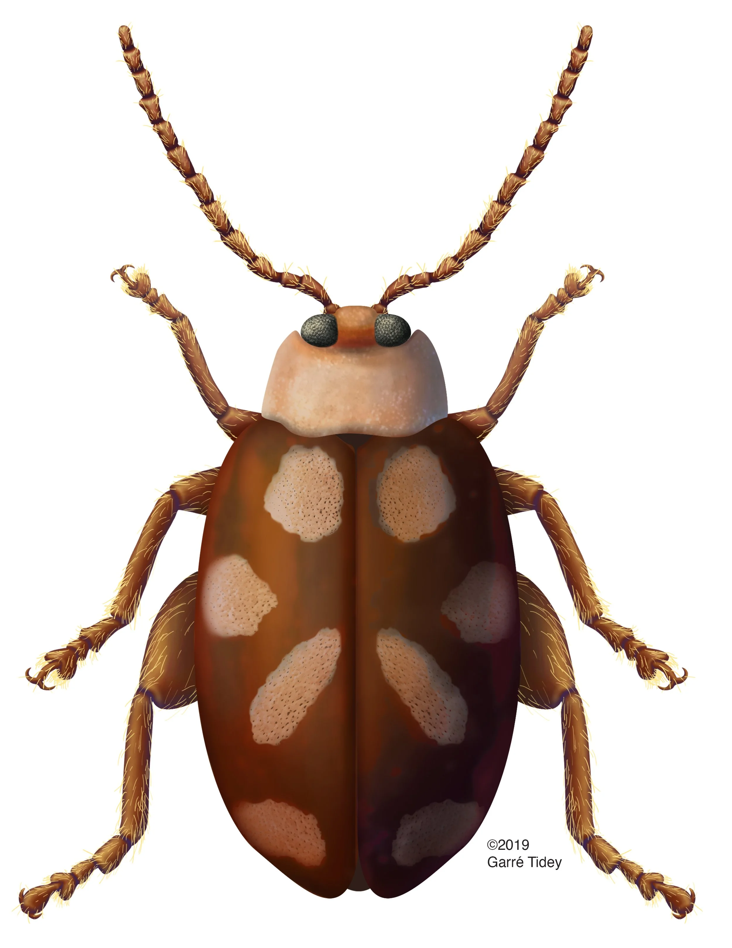 Omophoite albicollis Flea Beetle. Media: Adobe Photoshop