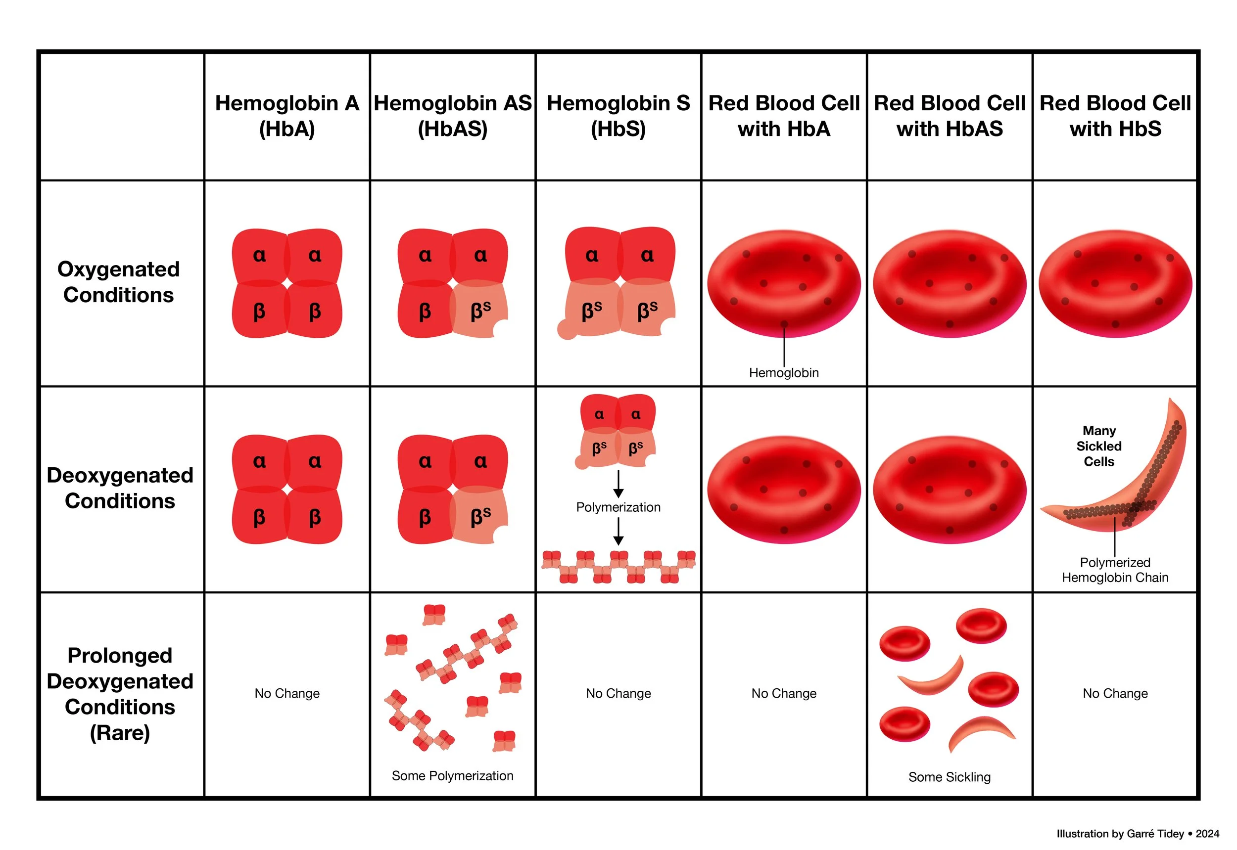 Sickle Cell Disease, Hemoglobin Types, and Oxygenation Conditions. Media: Adobe Illustrator, Photoshop