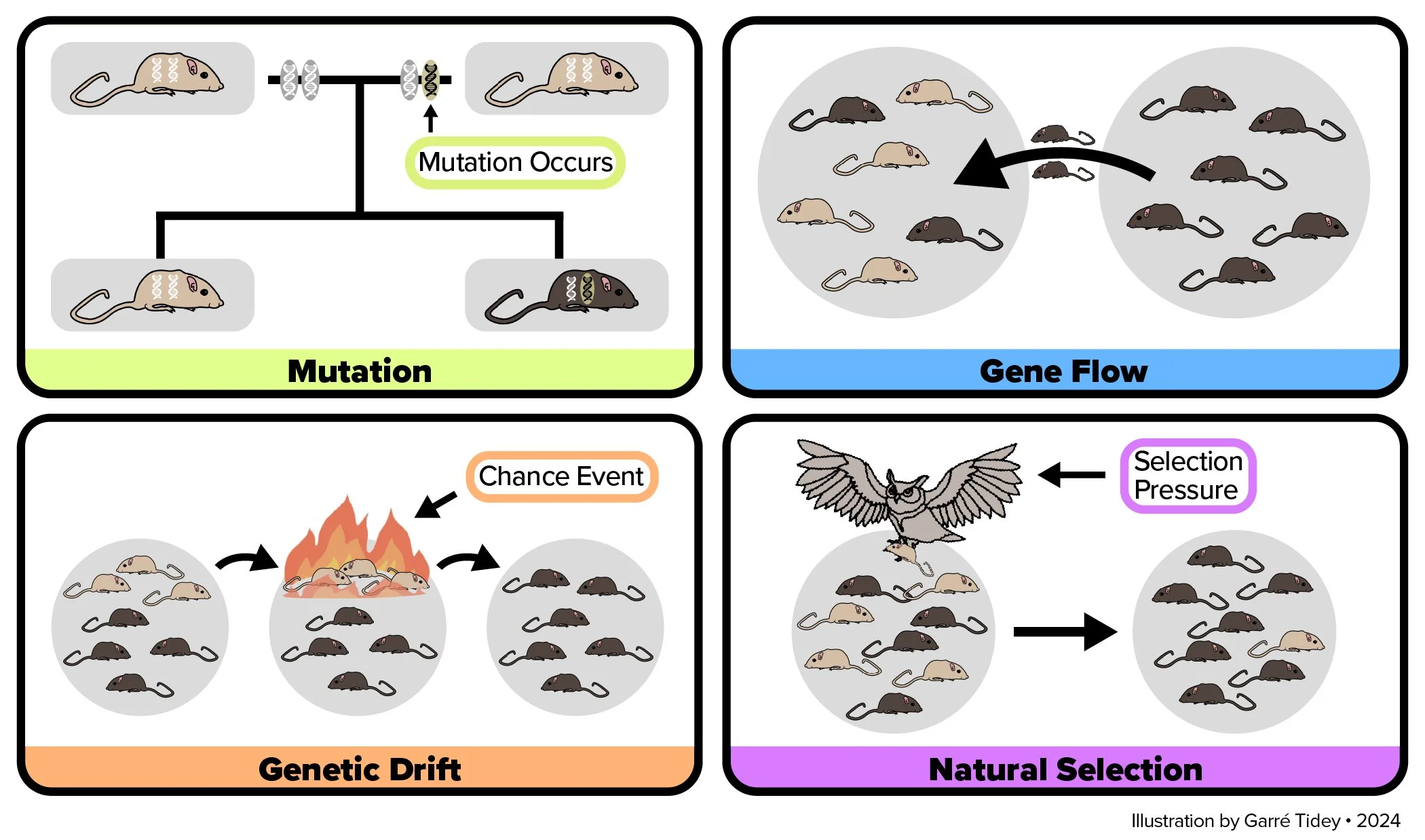 Mechanisms of Evolution. Media: Adobe Illustrator