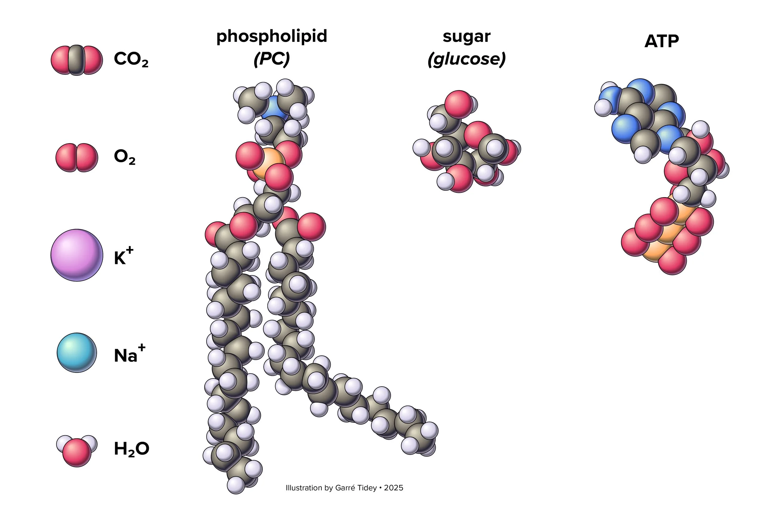 Space-Filling Molecular Models. Media: Adobe Illustrator