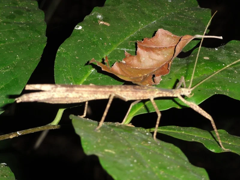 Locust?