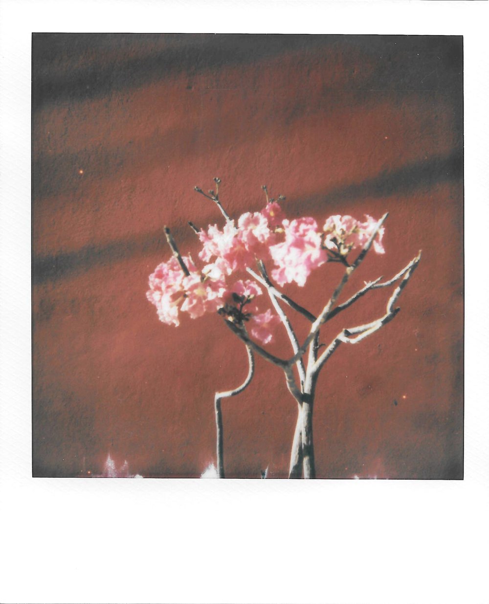 Oaxaca-Polaroids-2.jpg