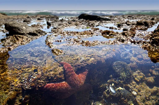 eco_1_openlearn_1_5_investigating_ecosystems_2.tif.jpg