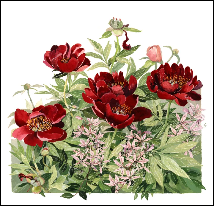 Buckeye Bell Peonies