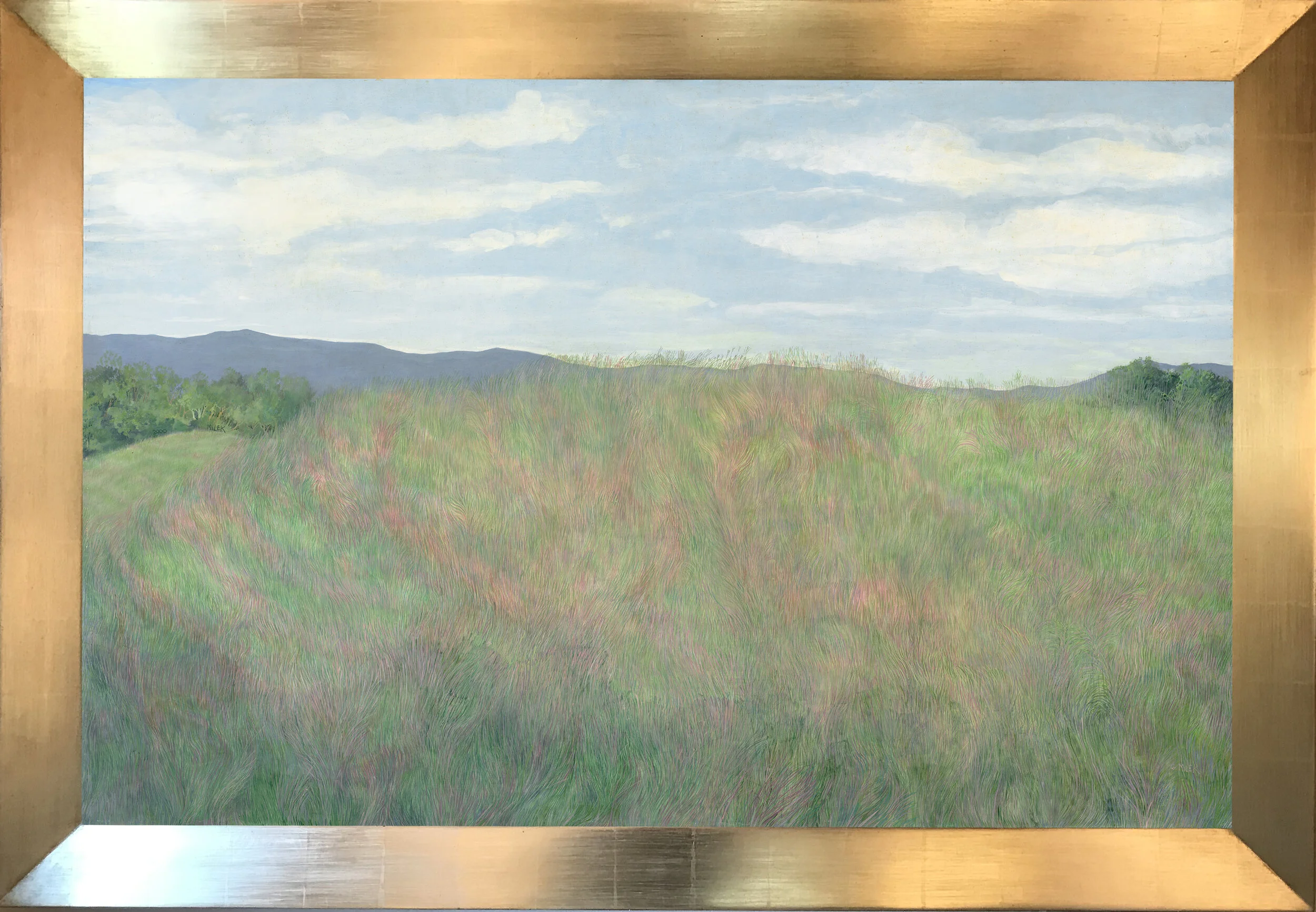Feild of Grasses.jpg