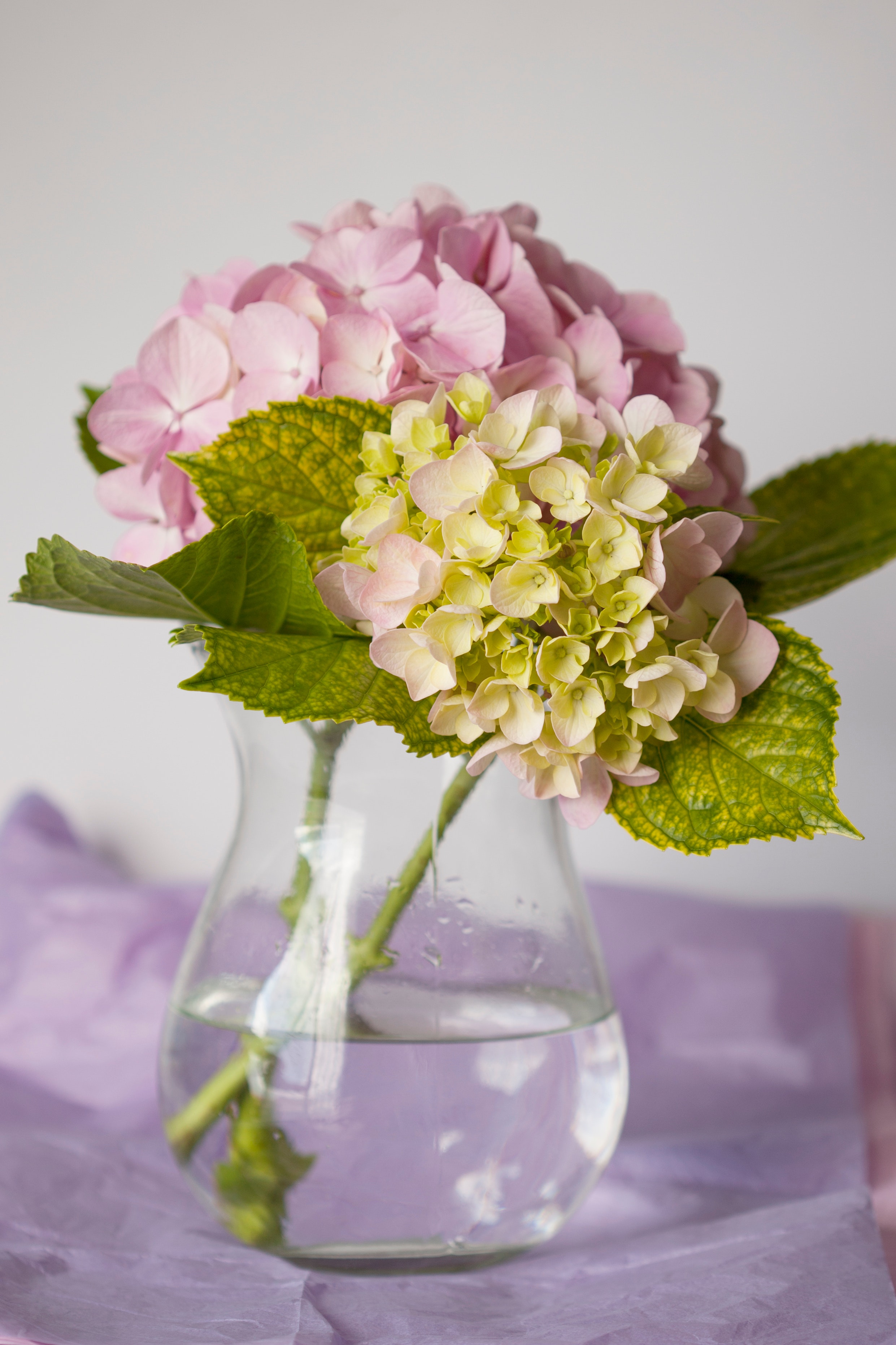 beautiful-bloom-blooming-1599989.jpg