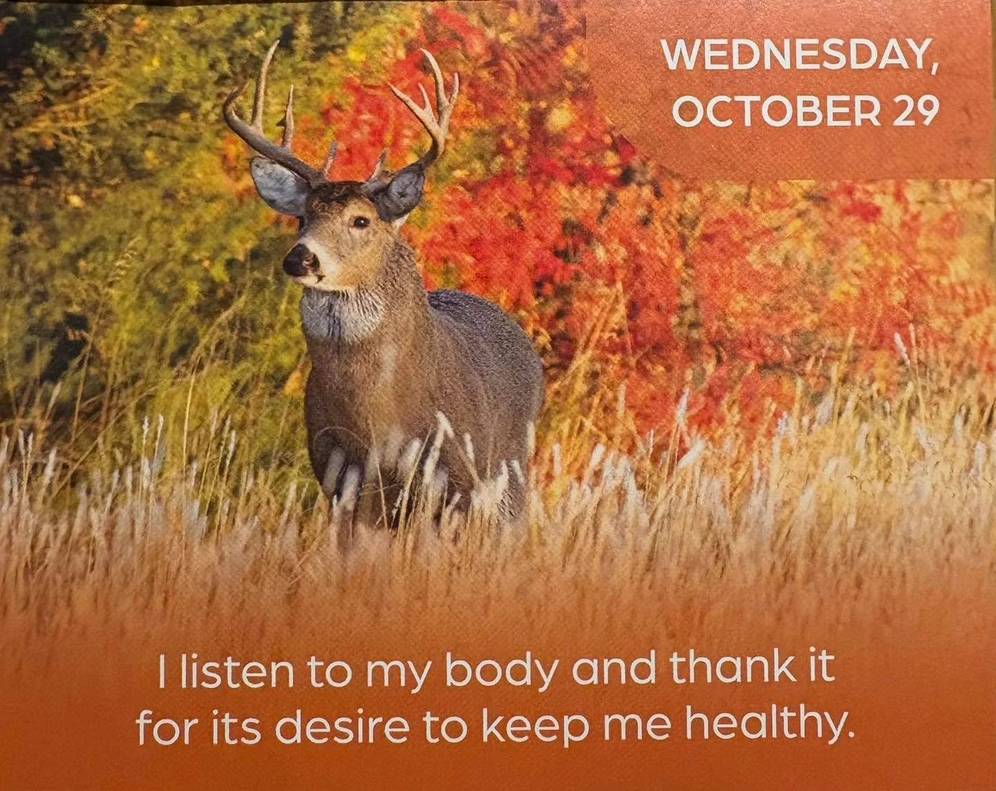 Happy Wednesday! 🩵🙌✨
Card messages re shared tonight.