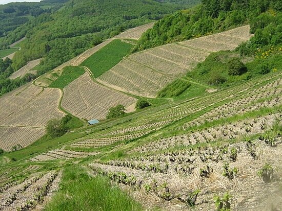 (steep gamay entrenchments!)