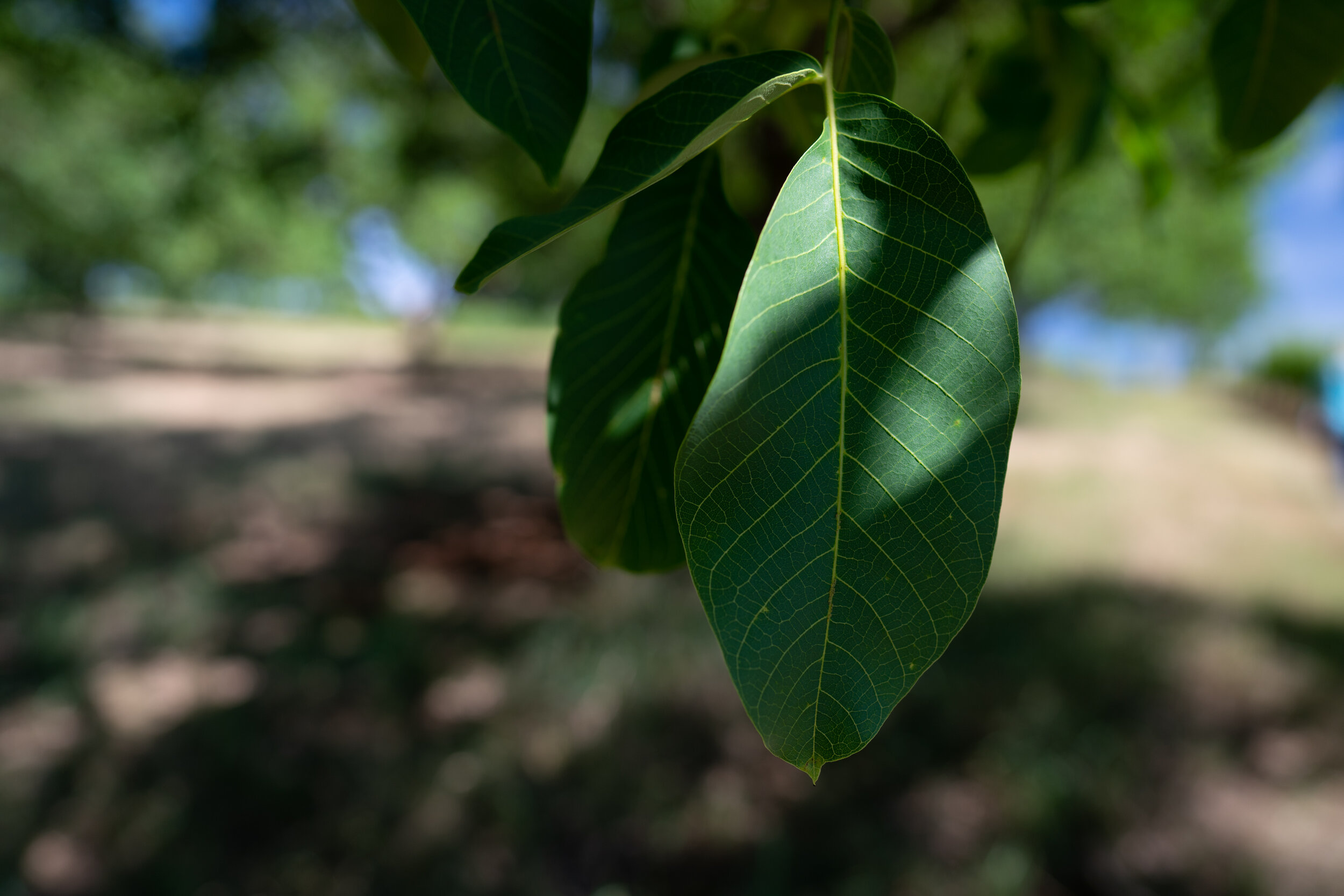 Walnut leaf - Photo by FTNW creative