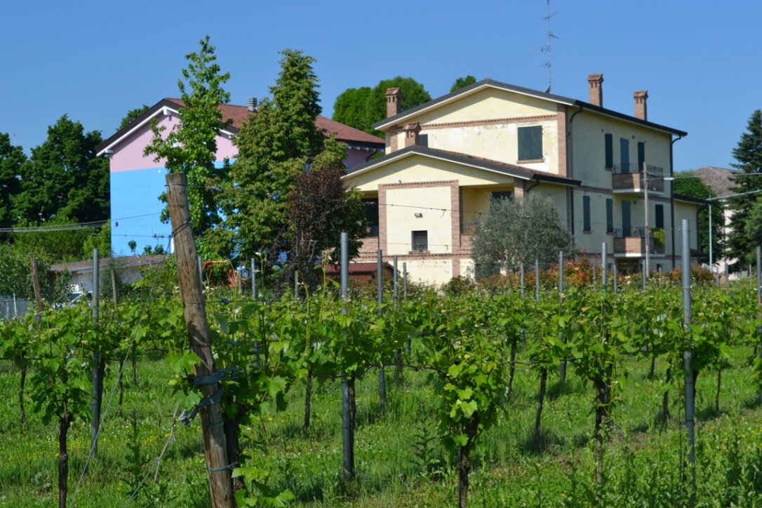 vines at Ferretti (Copy)