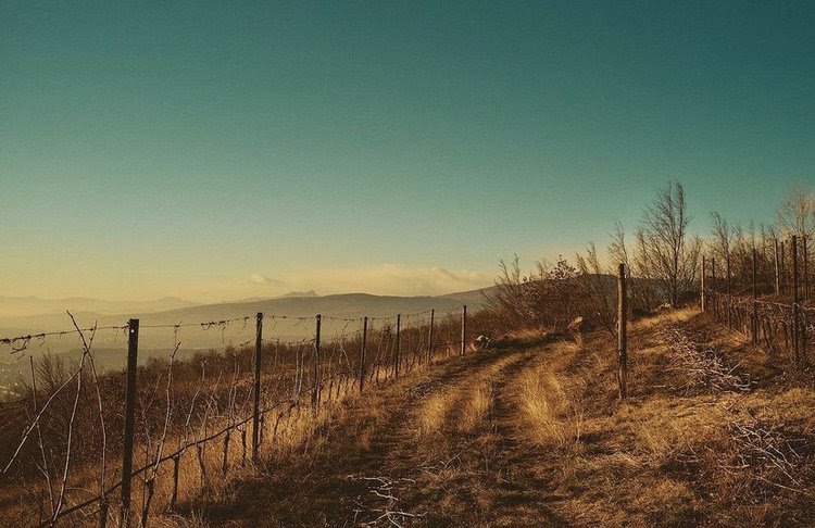 Il Sasso's Valpolicella Wines - A Restless Sense of Beauty — E & R