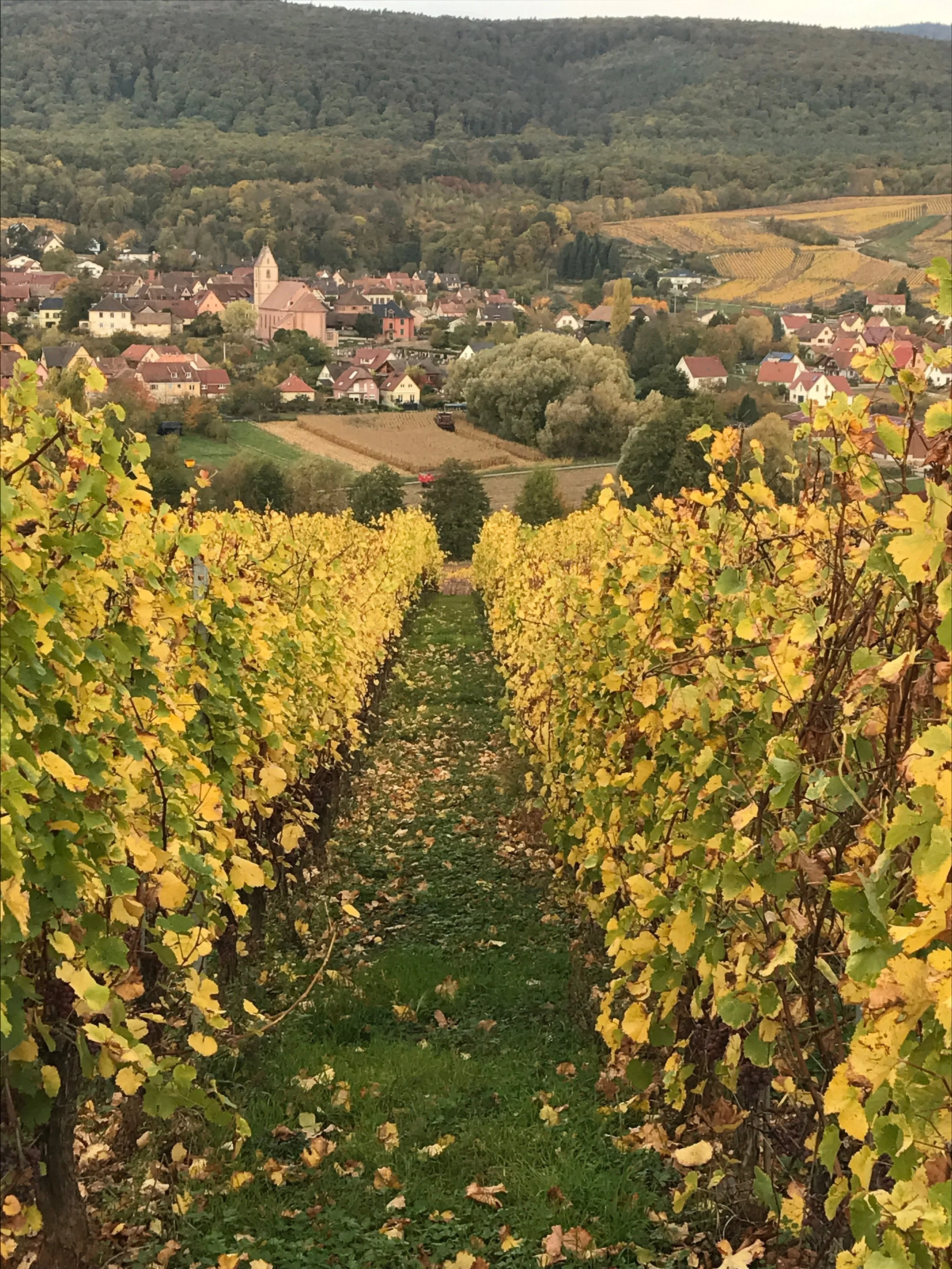 Domaine Valentin Zusslin and the Bollenberg Vineyard — E & R Wine Shop