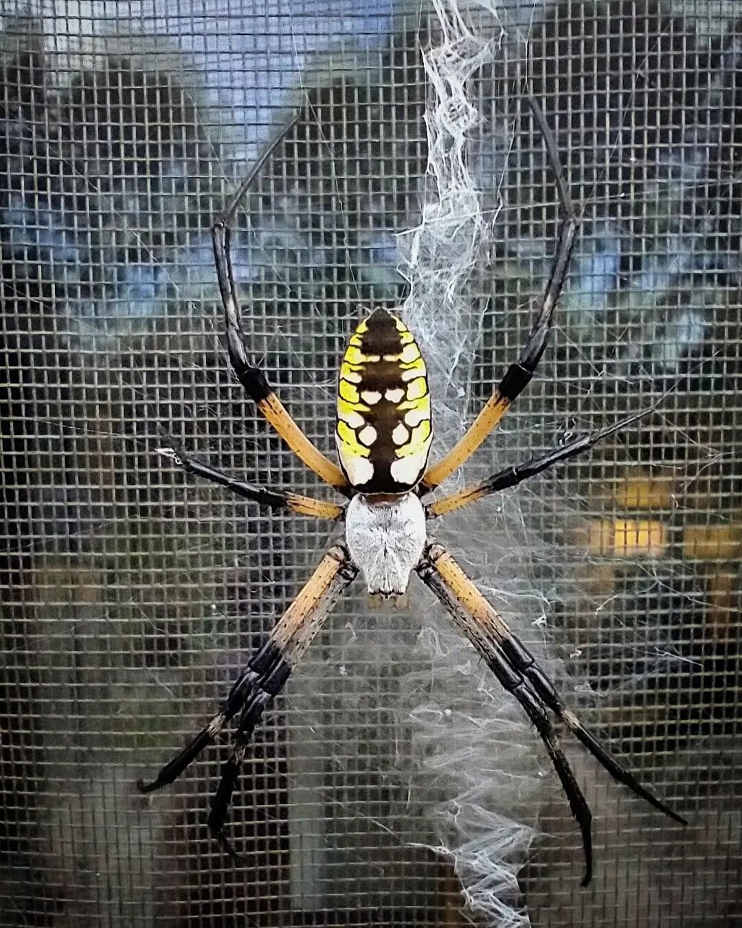 Zipper Spider on a Screen Door
#spider #zipperspider #spiderweb