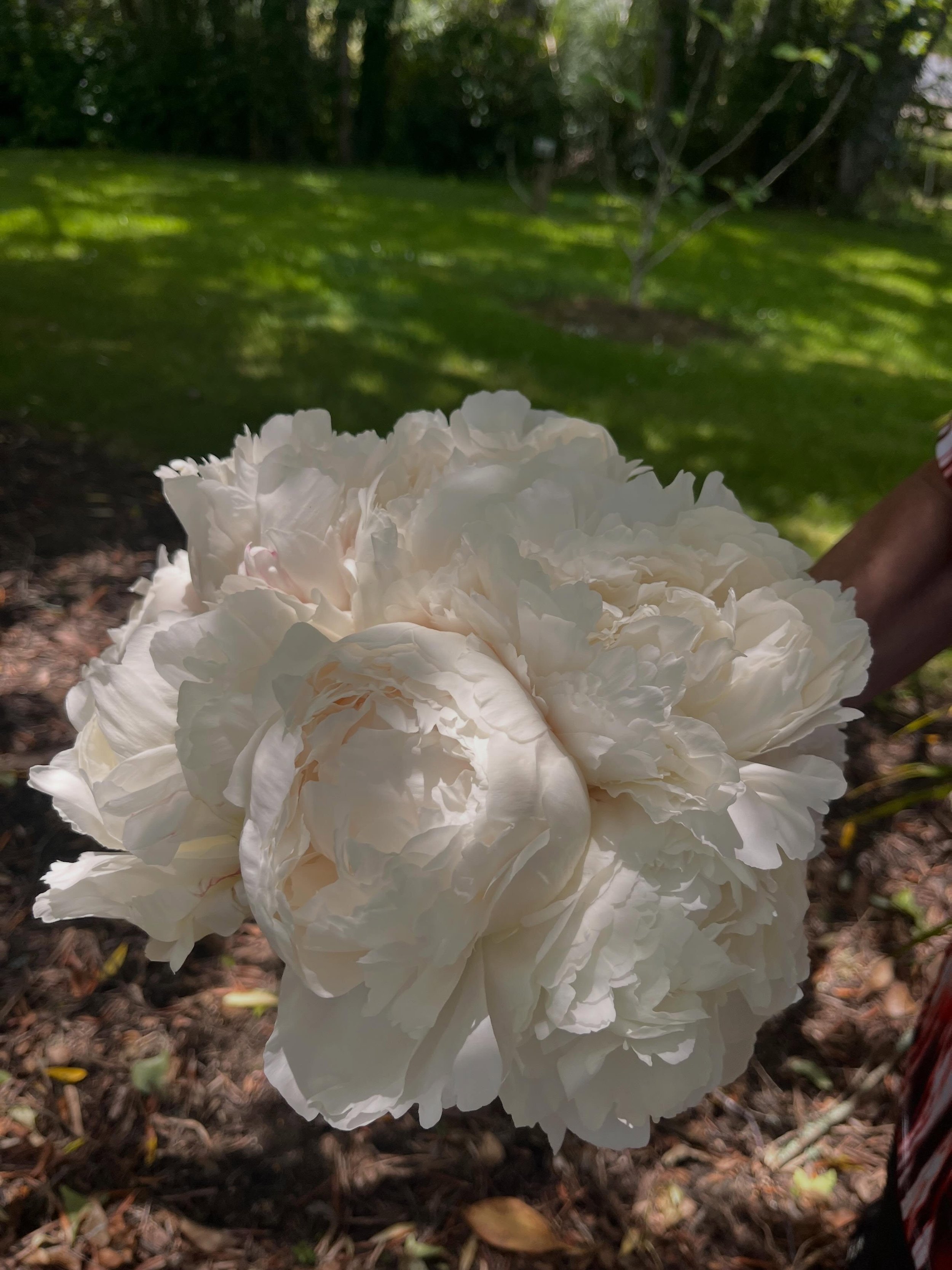 I am so far behind in my posts but looking back at these so soft and fluffy looking bouquets of peonies and roses just gives me the warm fuzzies 💗🤍. #aucklandweddings #weddingflorist #peonies #pinkandwhitewedding