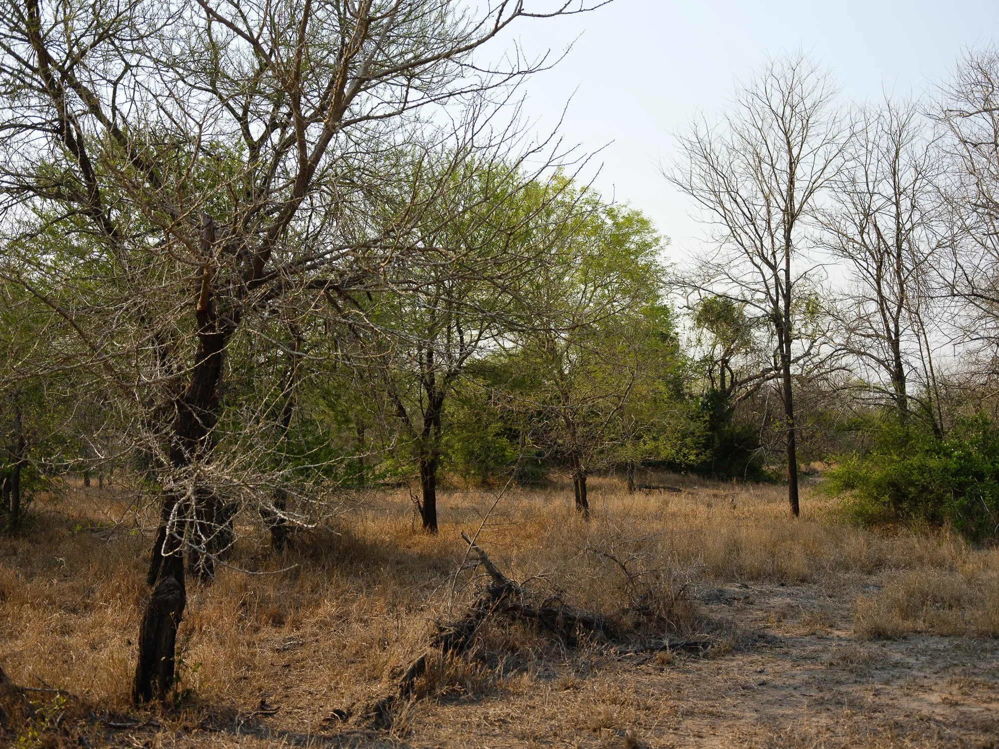 202110 Beira Gorongosa-55.jpg