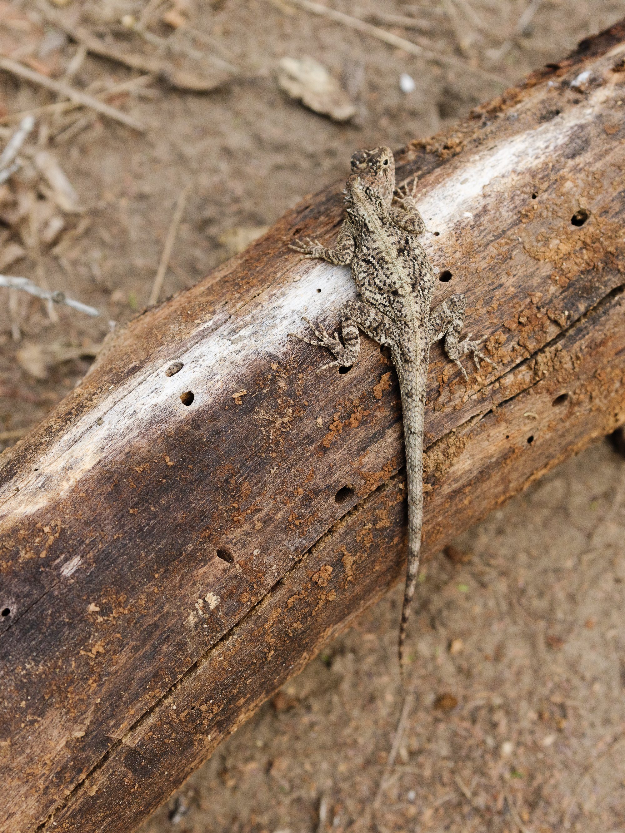 202110 Beira Gorongosa-81.jpg