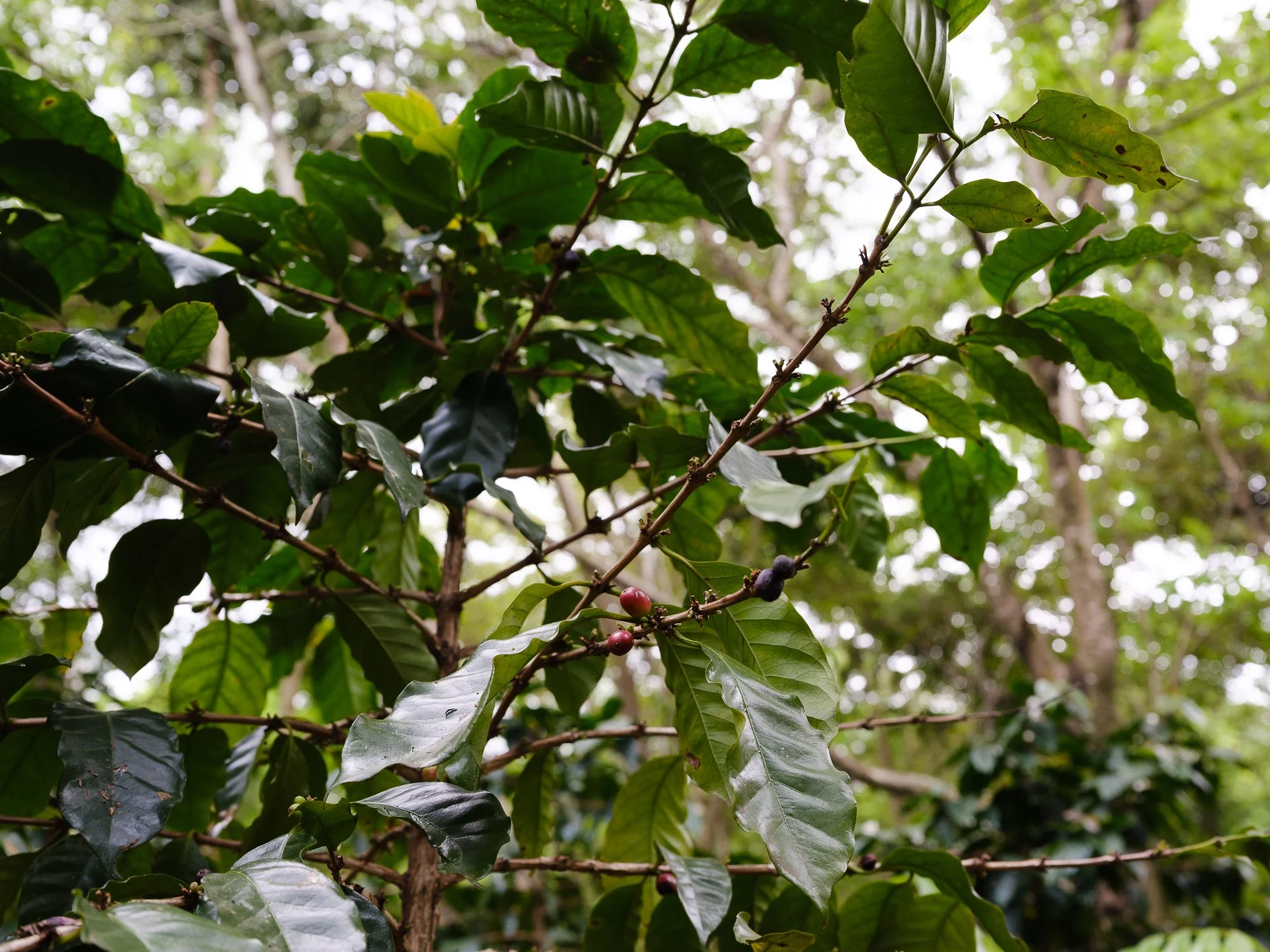 202110 Beira Gorongosa-99.jpg