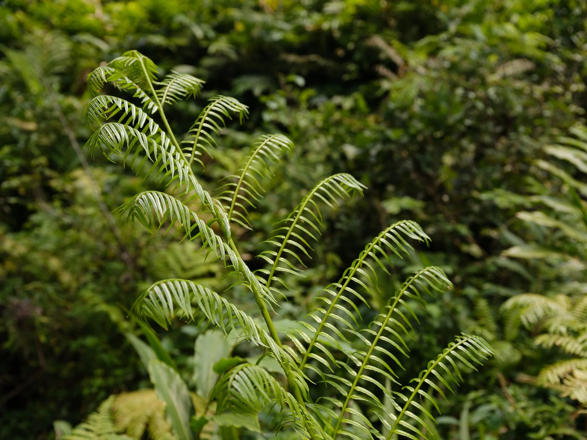 202110 Beira Gorongosa-108.jpg