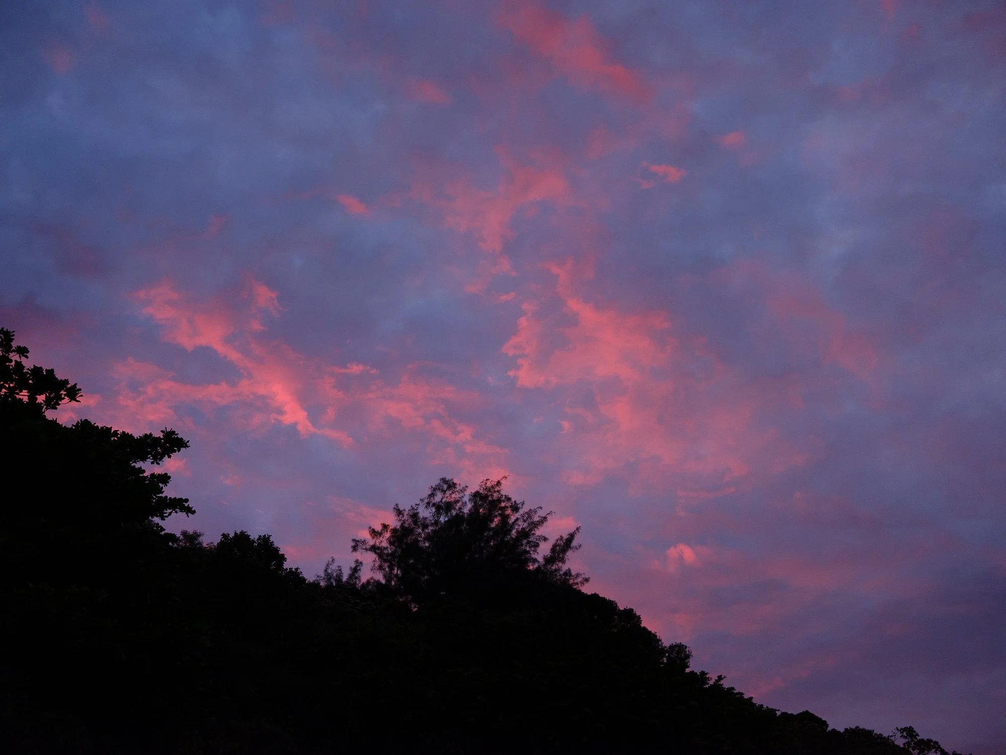 202606 Ogasawara-81.jpg
