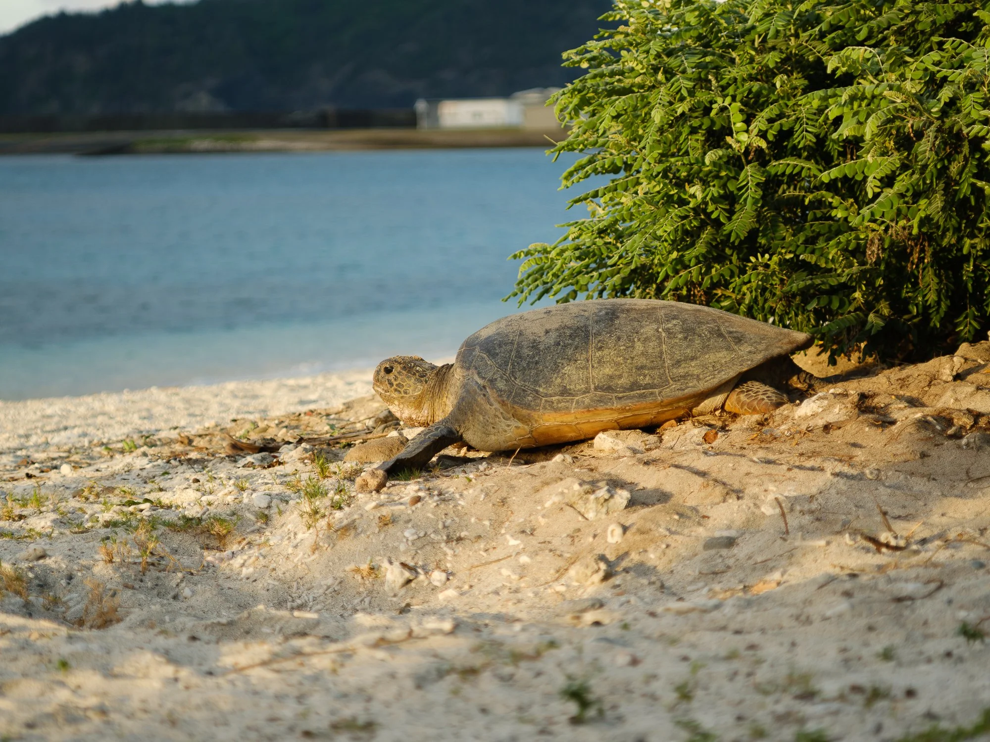 202606 Ogasawara-108.jpg