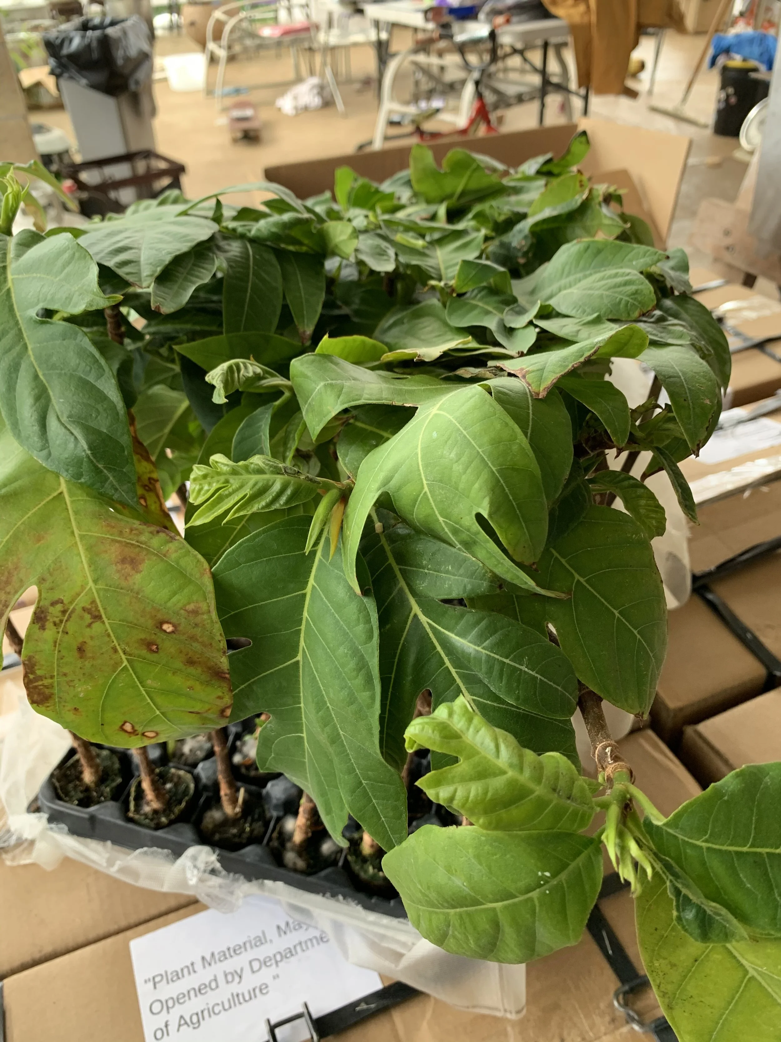 Start Tray top corner.JPEG