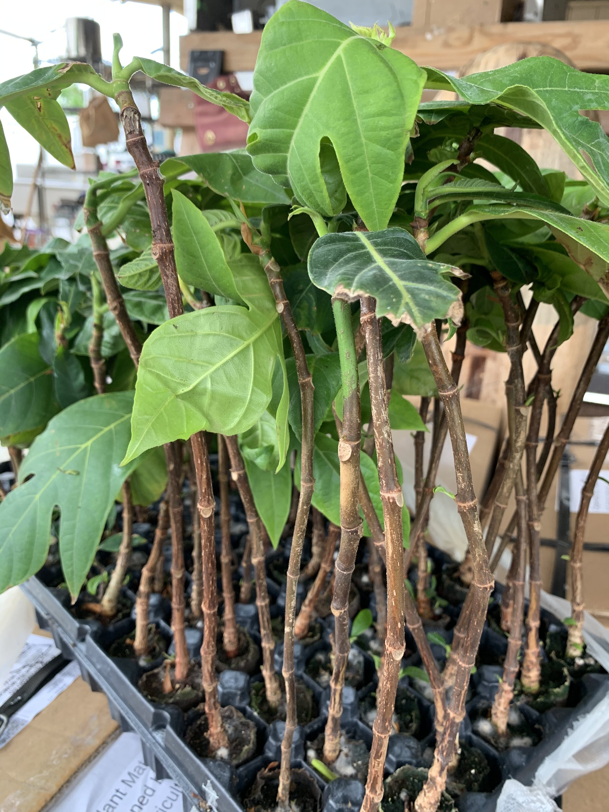 Starter tray Corner Angle.JPG