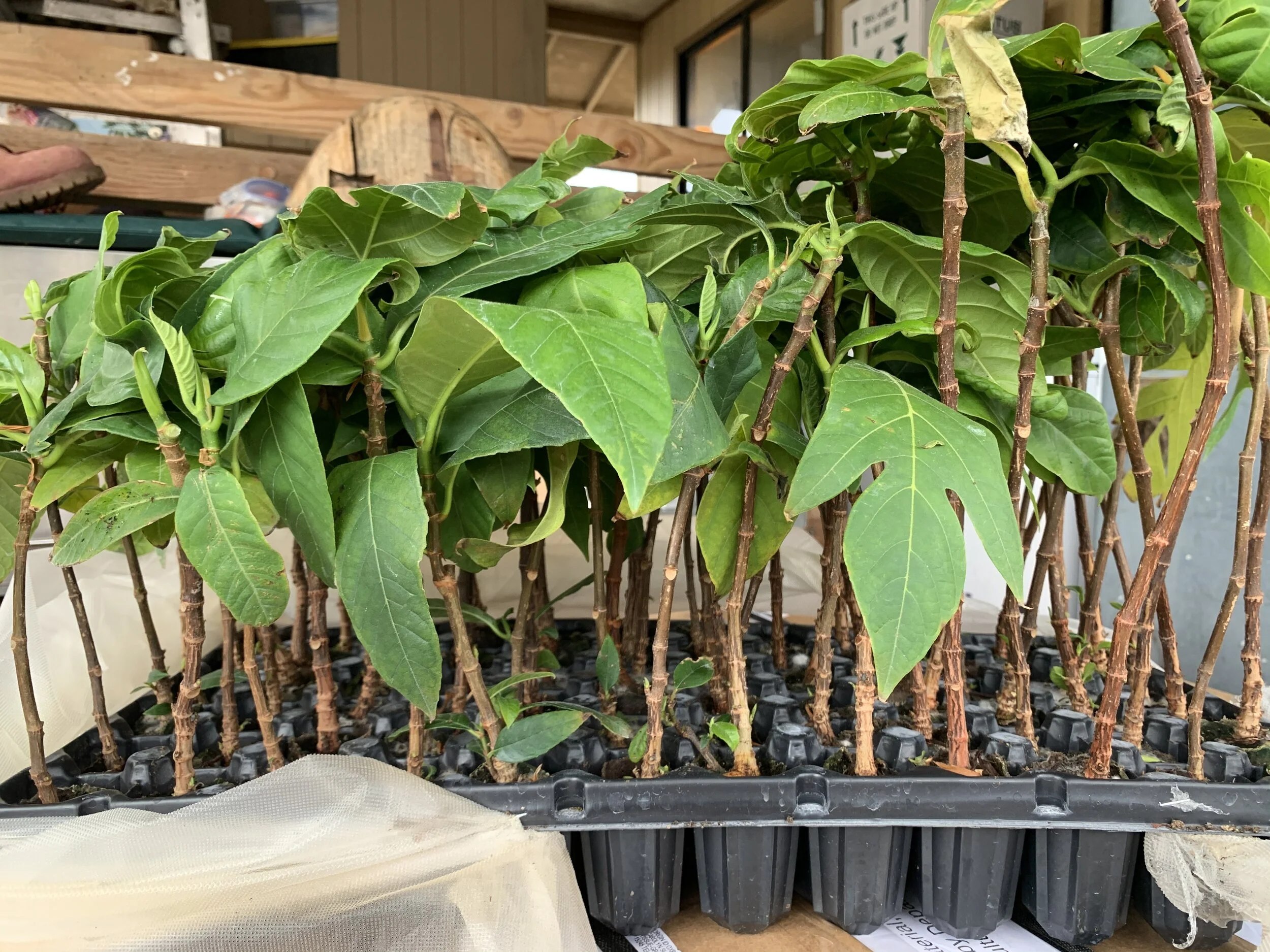 Starter Tray Side.JPG