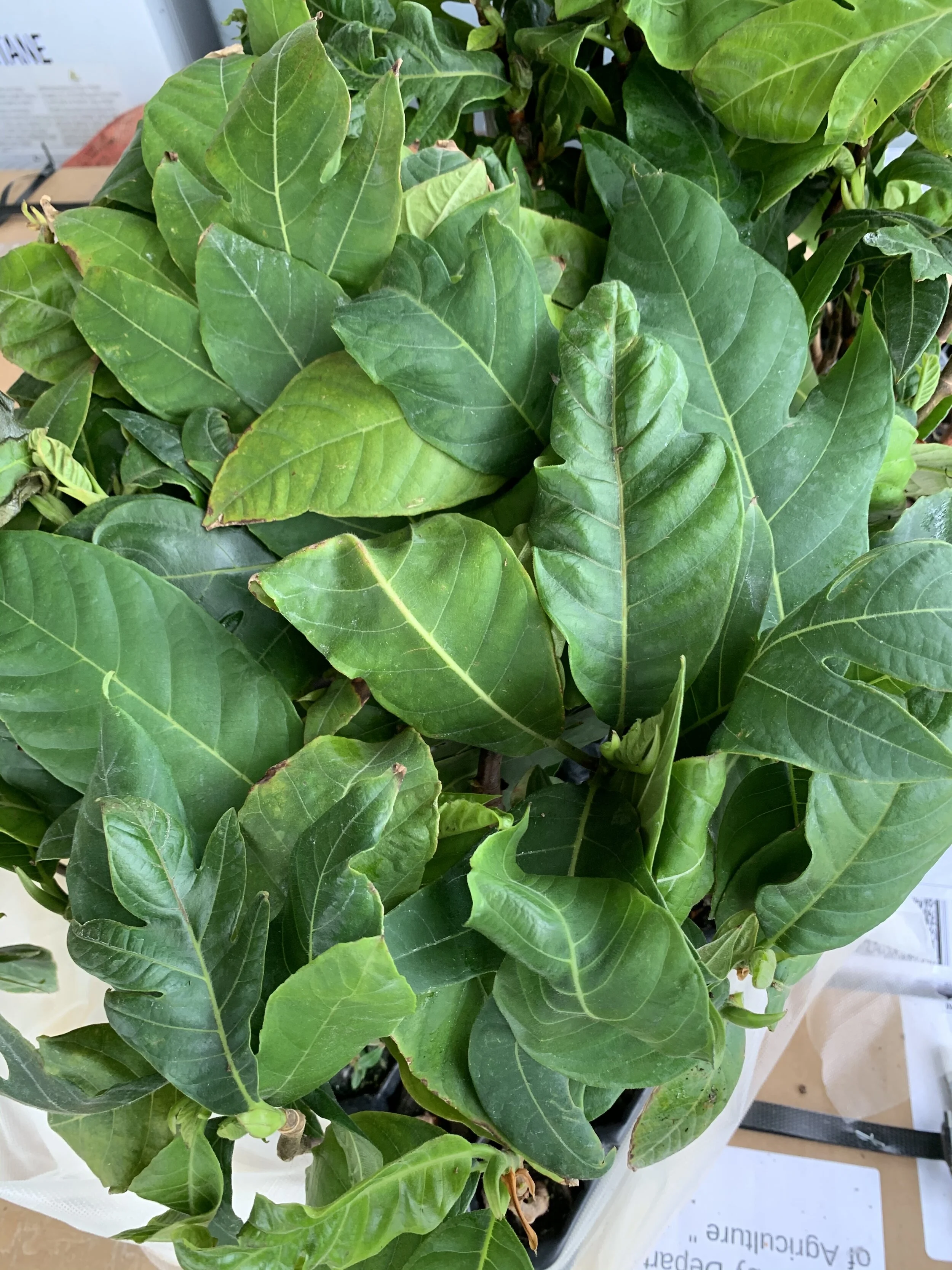 Starter Tray top.JPEG