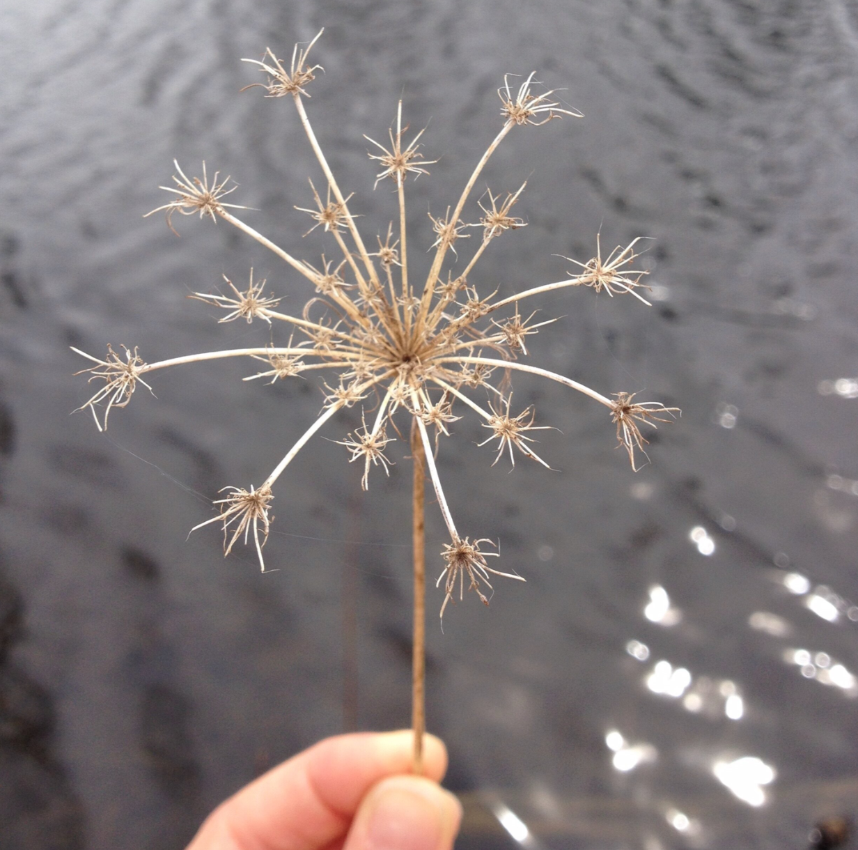 Finding Joy in the Pain- Part Two