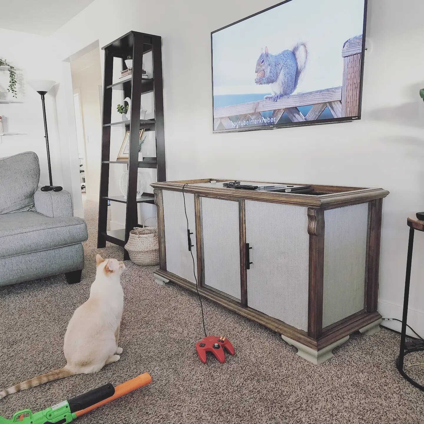 We had Khari's undivided attention watching #markrober with the squirrels and #fortknuts