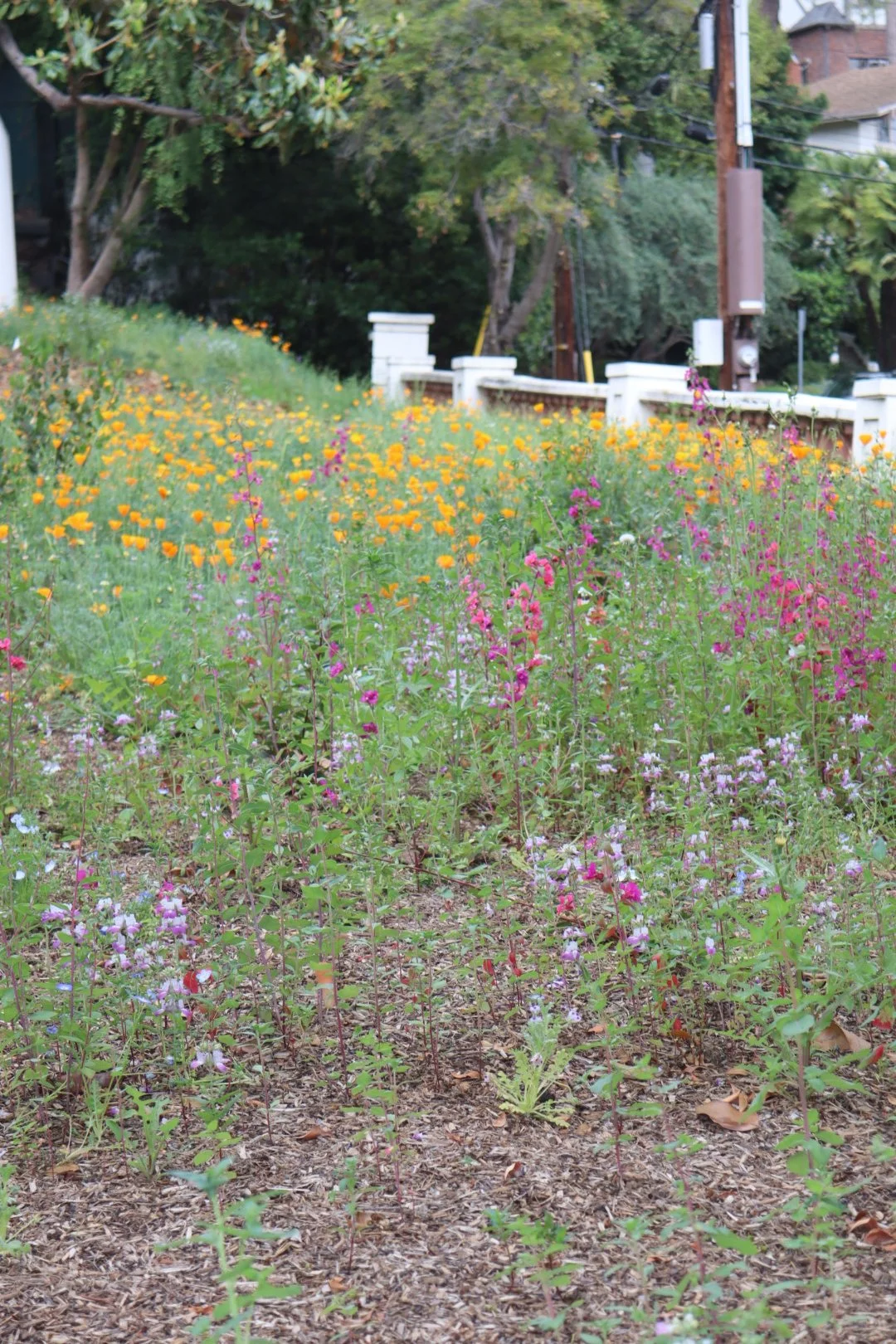 Wildflower Seed Subscription