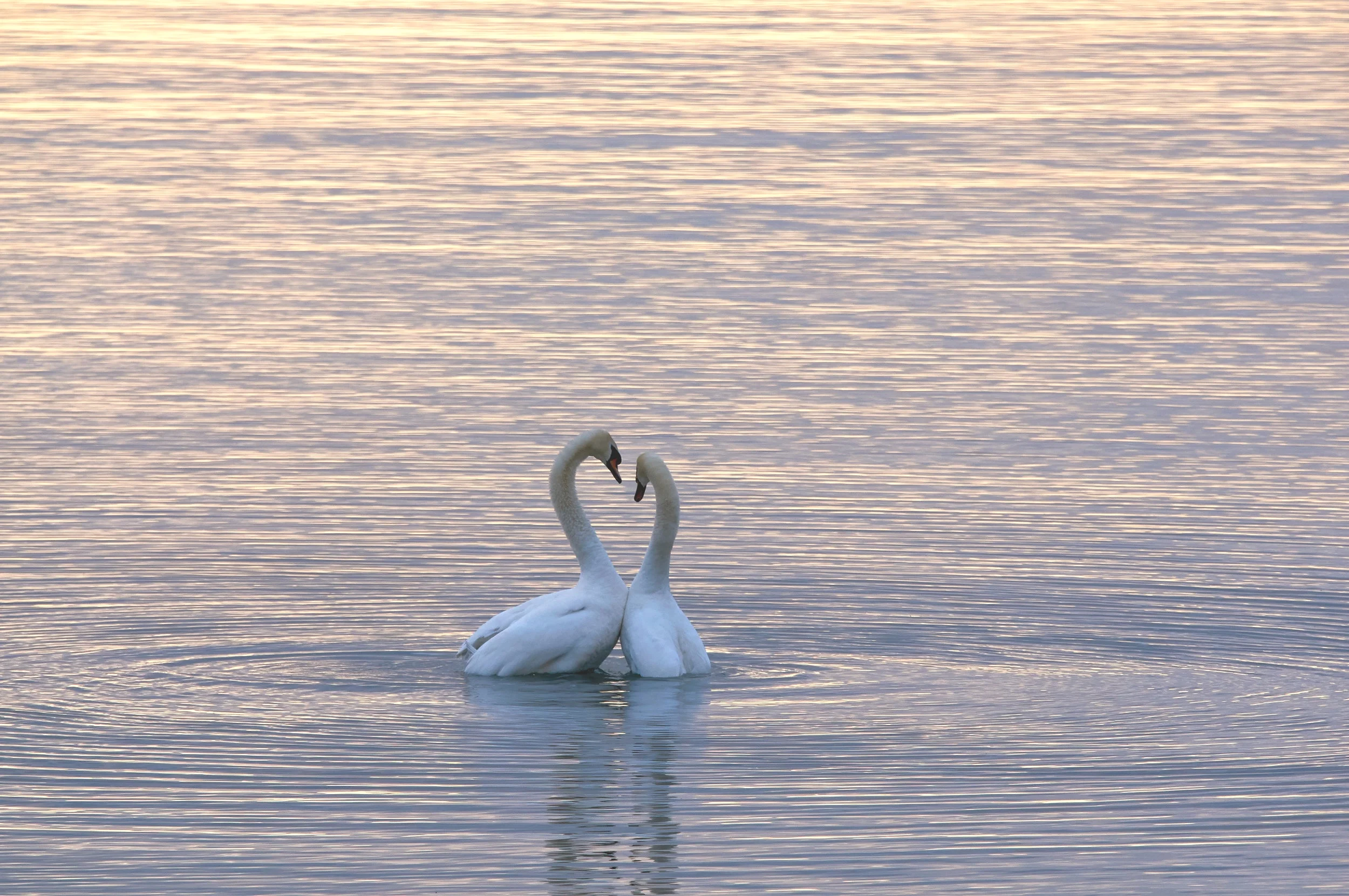 The Awakening of Love