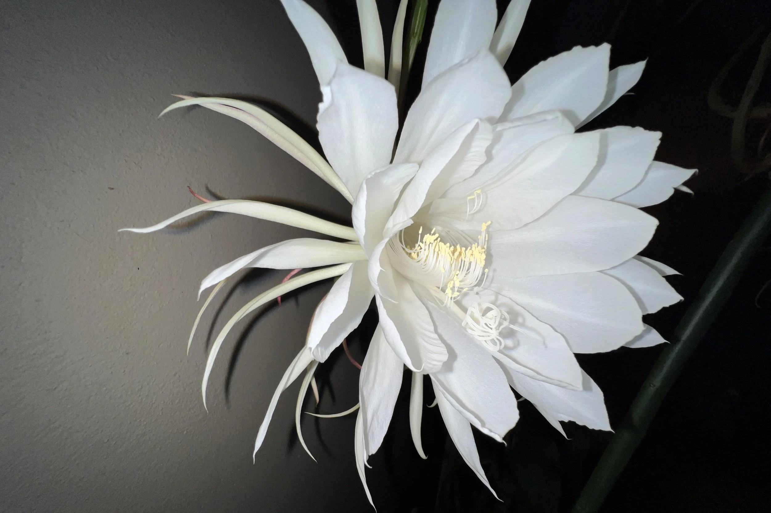 Stretching My Arms of Love