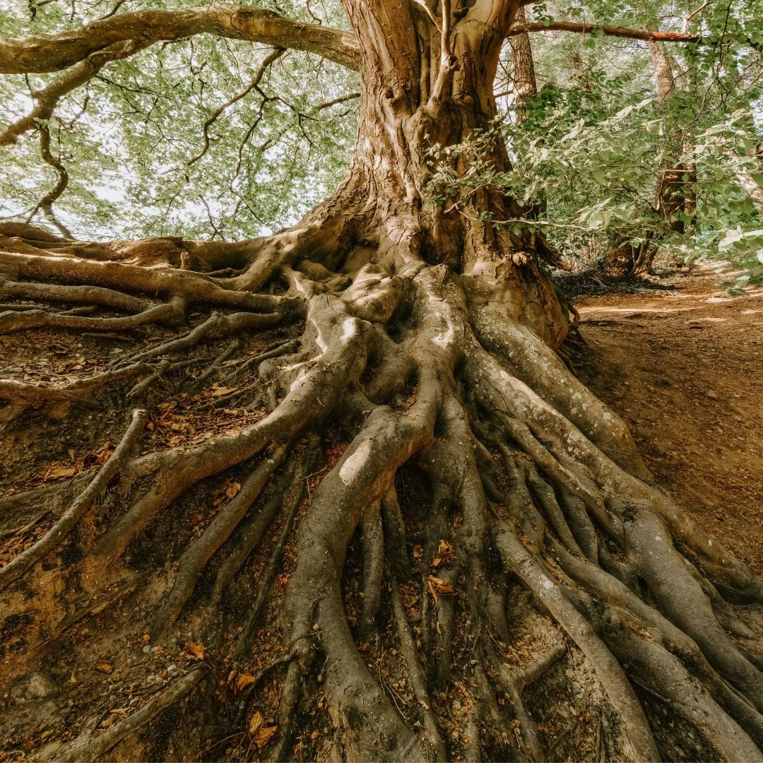 Releasing Pain at the Roots