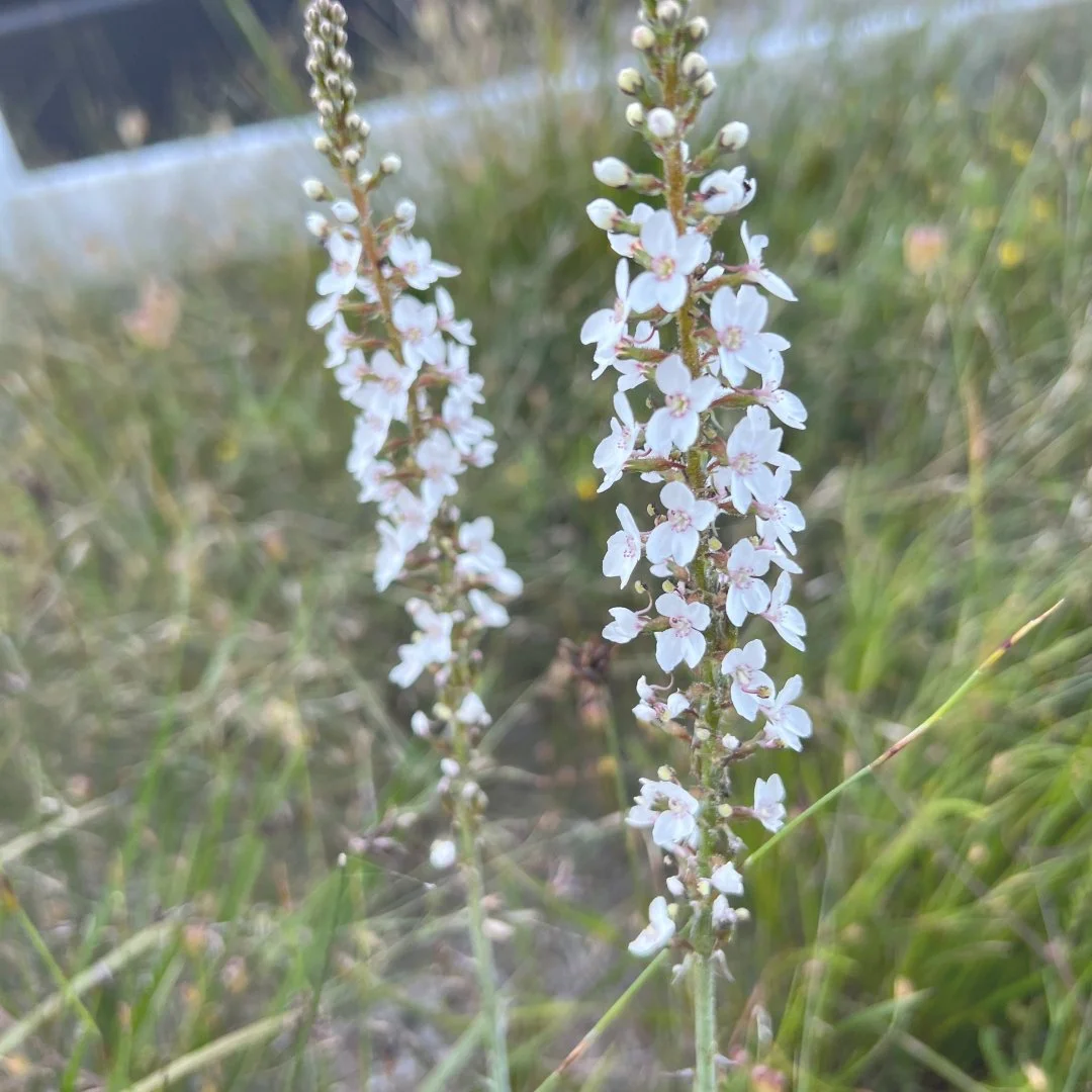 Blessings for the New Year