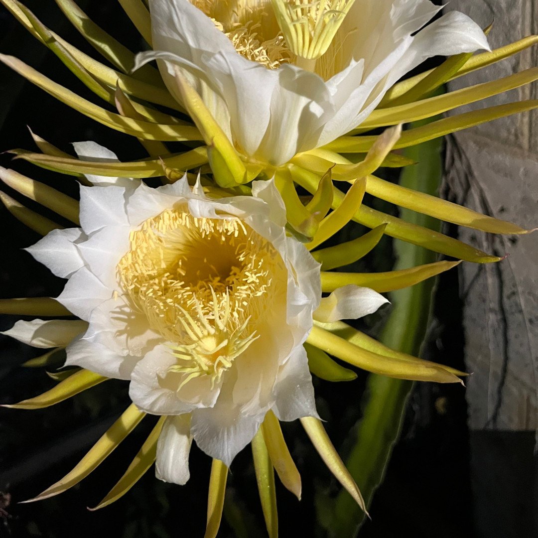 Embracing vulnerability