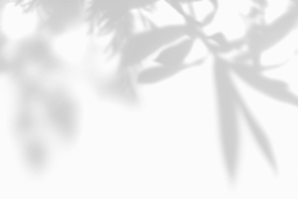background-palms5.jpg