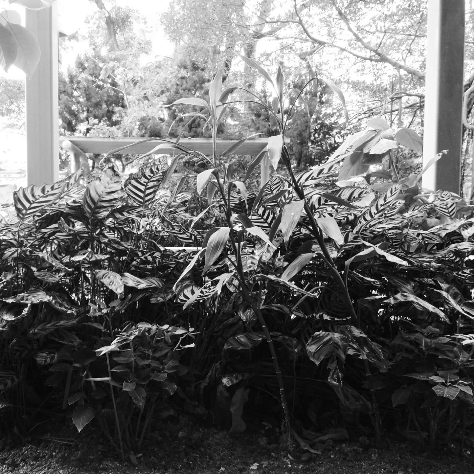 從攝影觀看繪畫與節奏 Through the Lens: On Painting and Rhythm