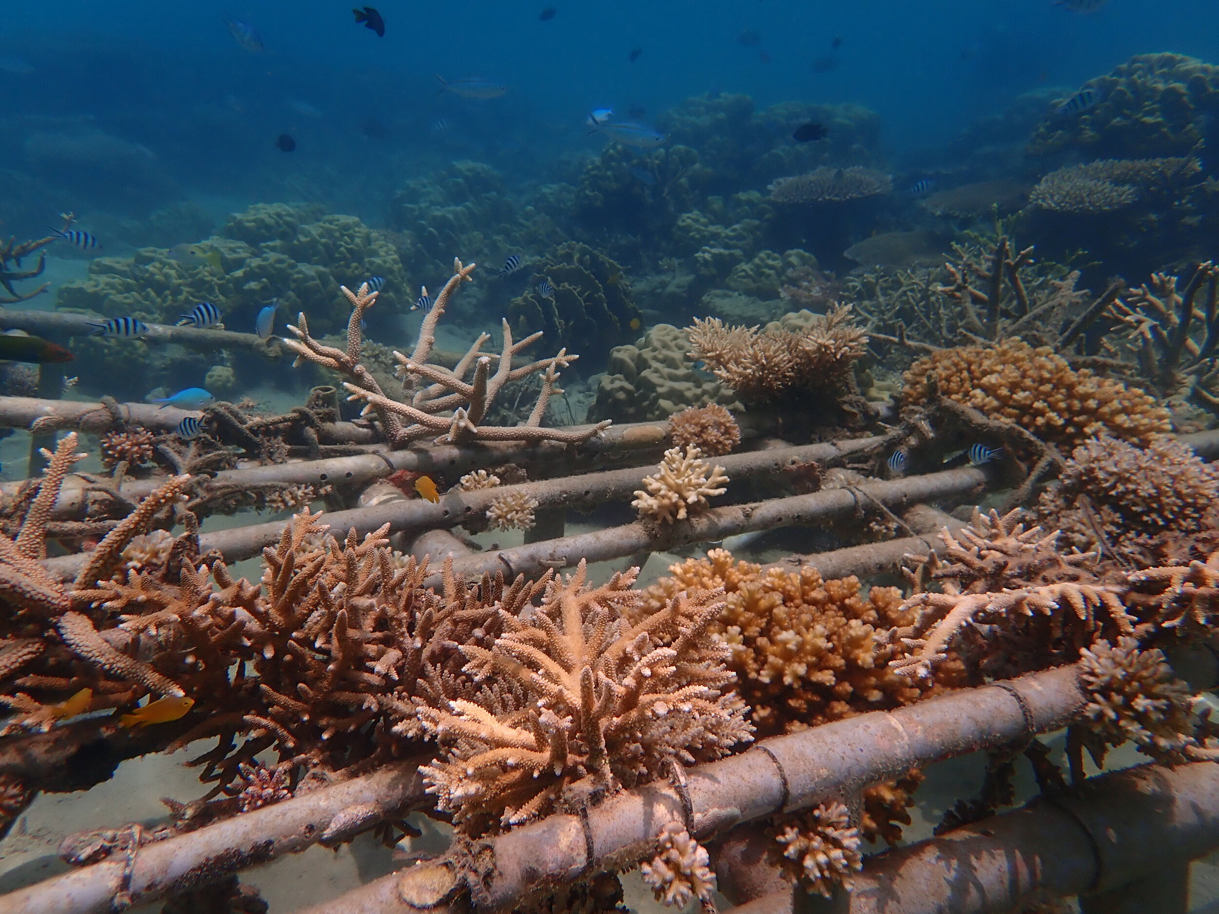 Coral reef restoration efforts