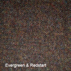 Evergreen and Redstart.jpg