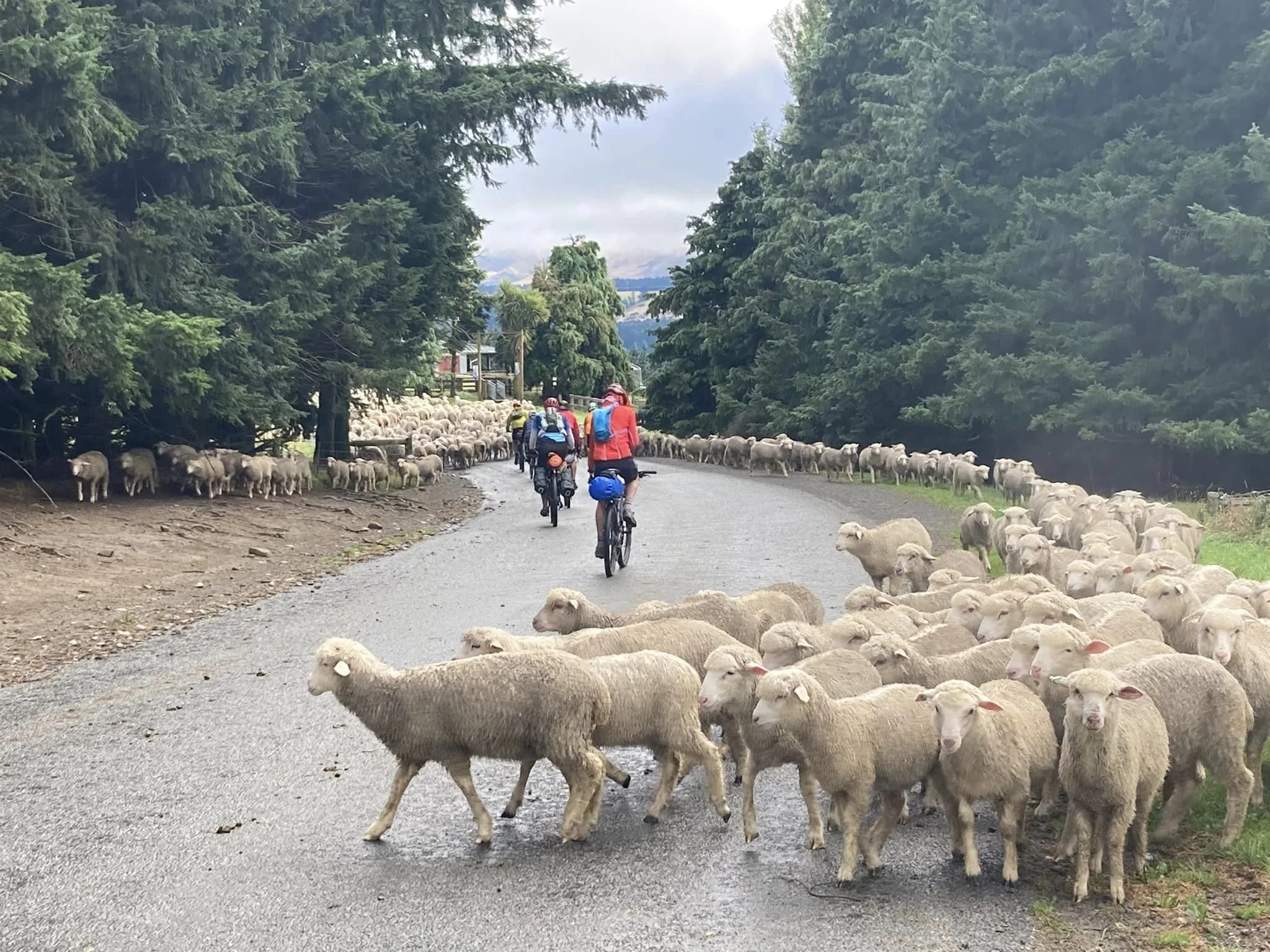 Day2-Arrowsmith lodge sheep.jpg