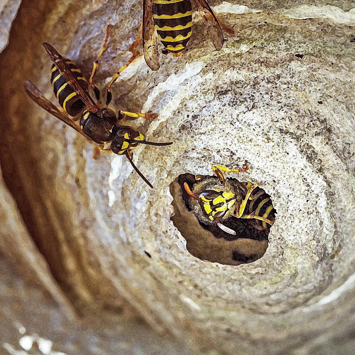 Sound Artist Odette Johnson shares a deconstruction of her creation of “Nest”, through found sounds and electronic music: “The idea is that the wasp is flying into the nest, and it goes around this very, very complex nest that's been created out of …