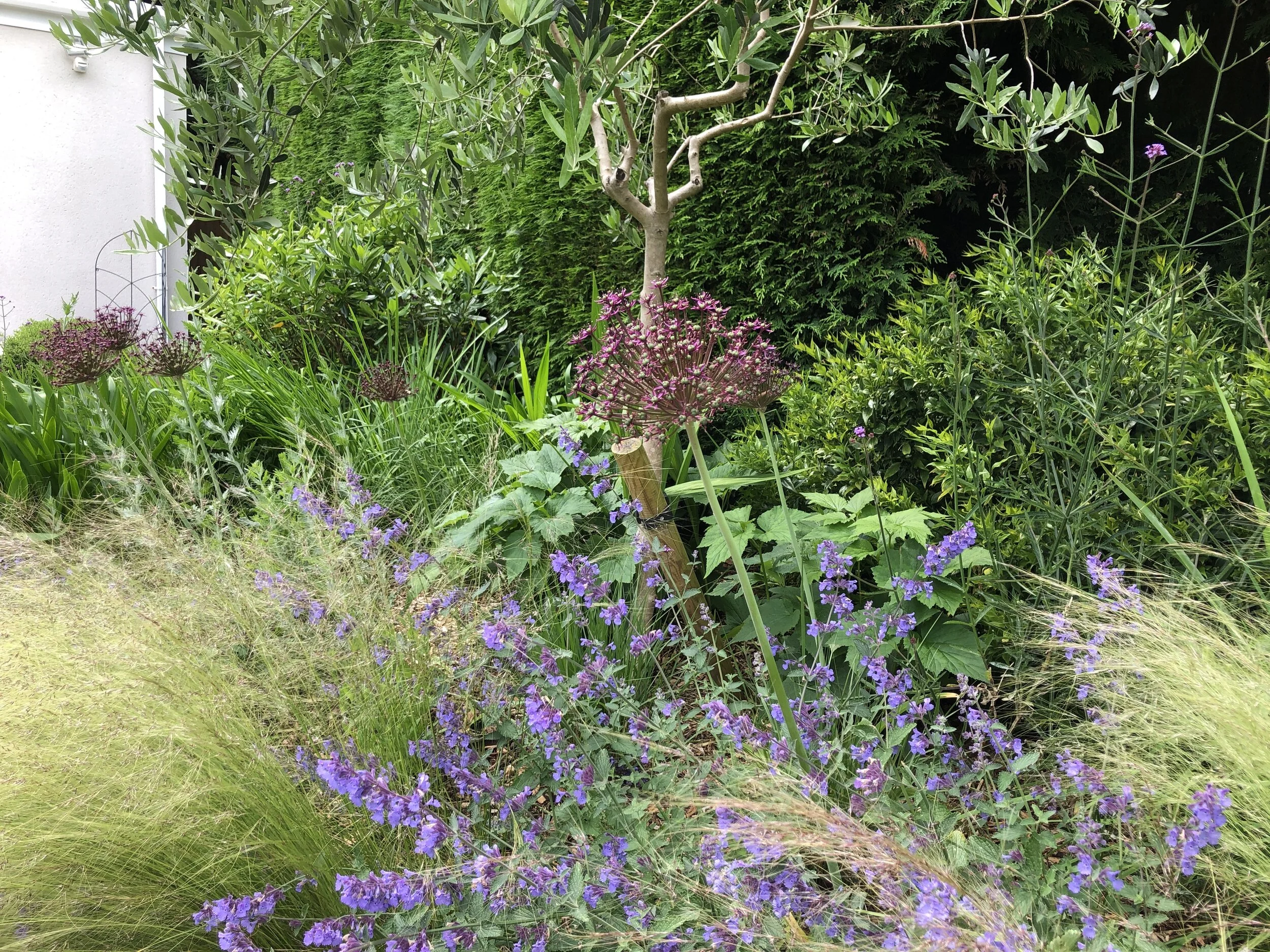 Corfe Mullen — Stem Garden Design