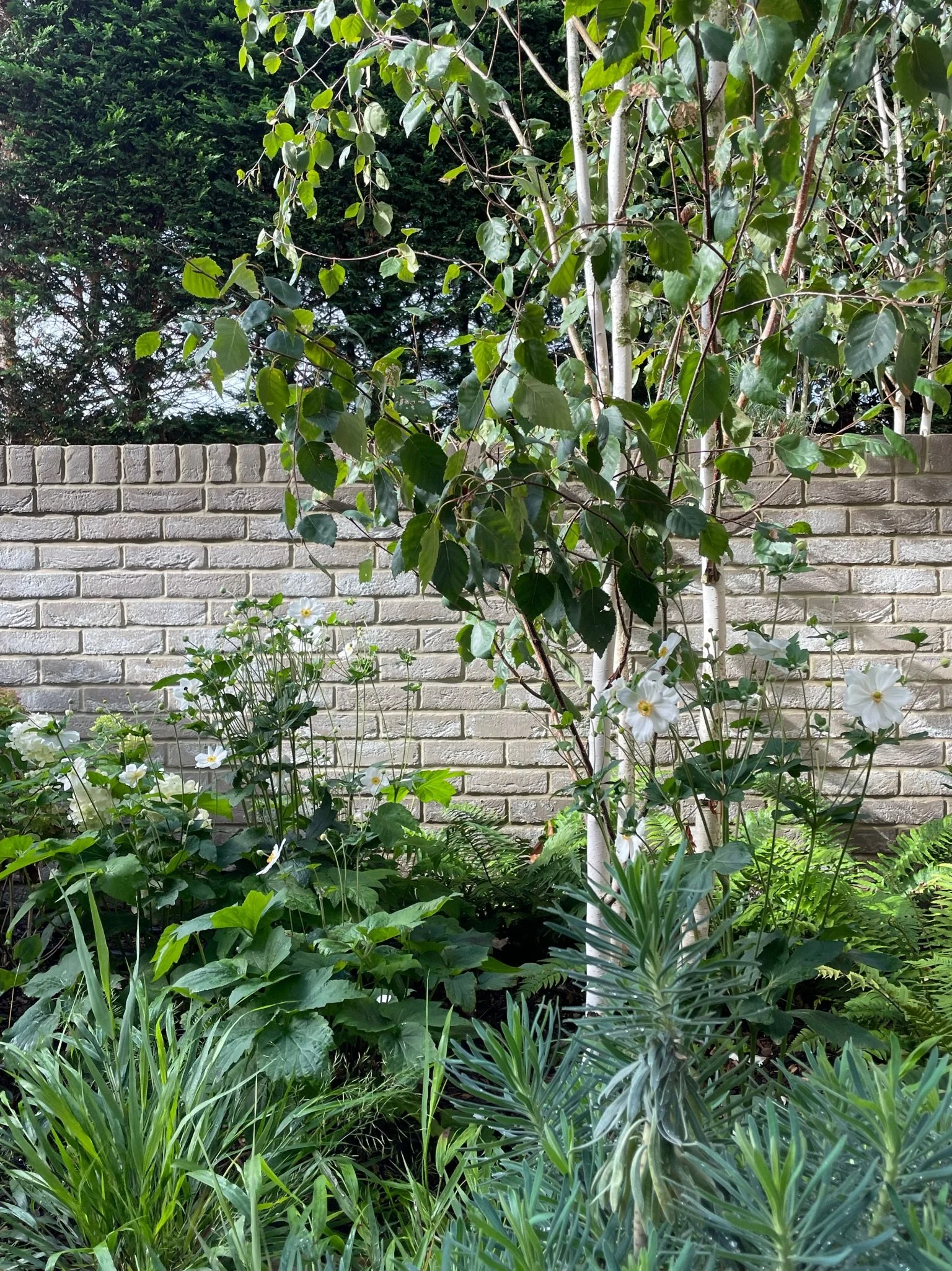 Graeme Silver Birch anenome.jpg