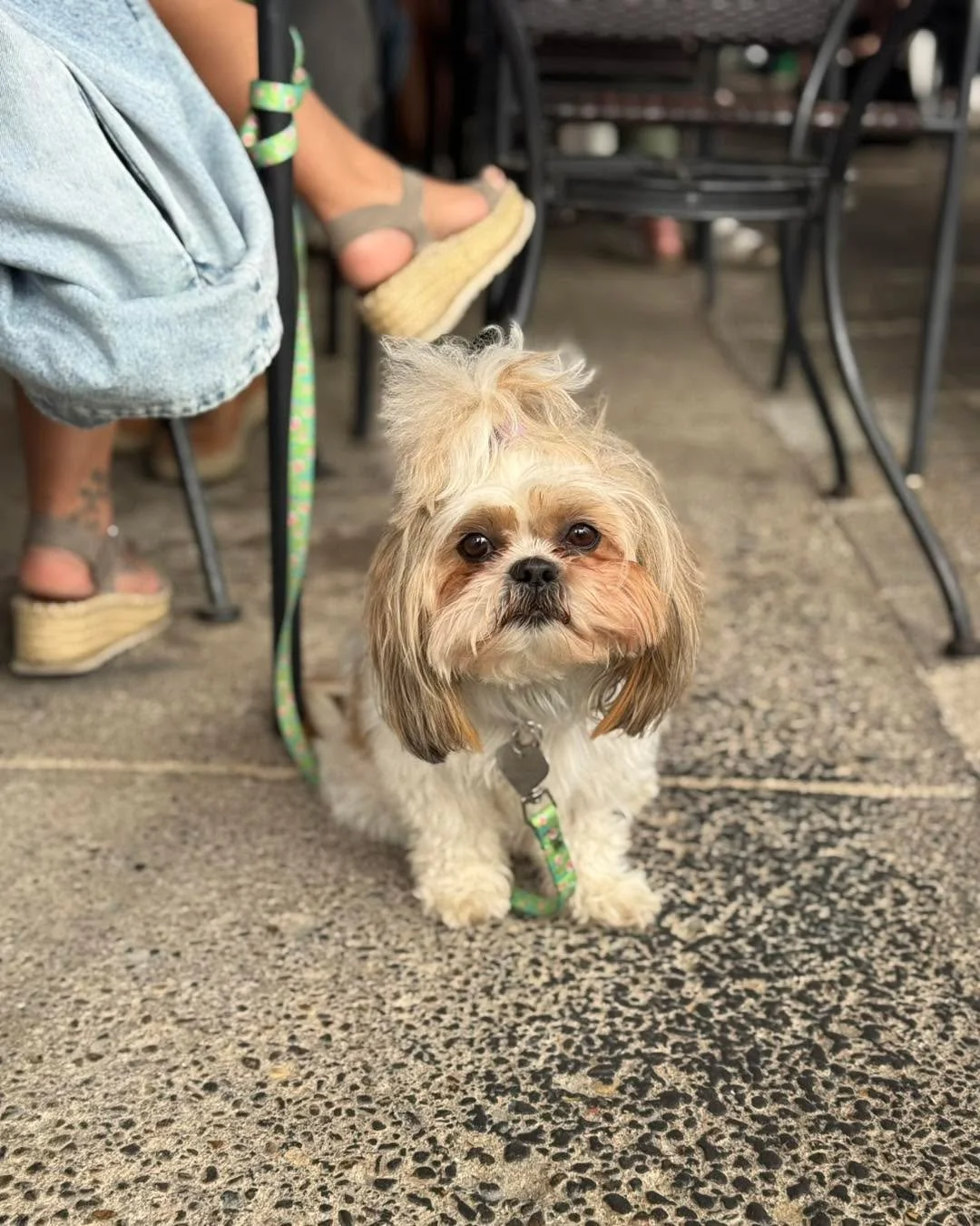 The weather is perfect for dining on the canal with your four-legged friends 🐾