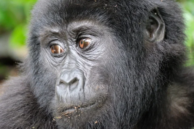 Tracking 'M' Group - Gorillas in the mist...