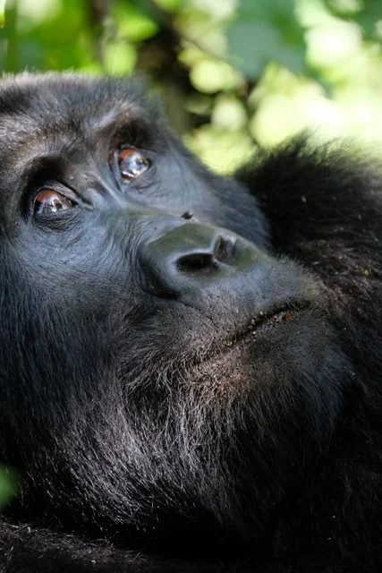 'H' Group - Gorilla Tracking in Bwindi Impenetrable