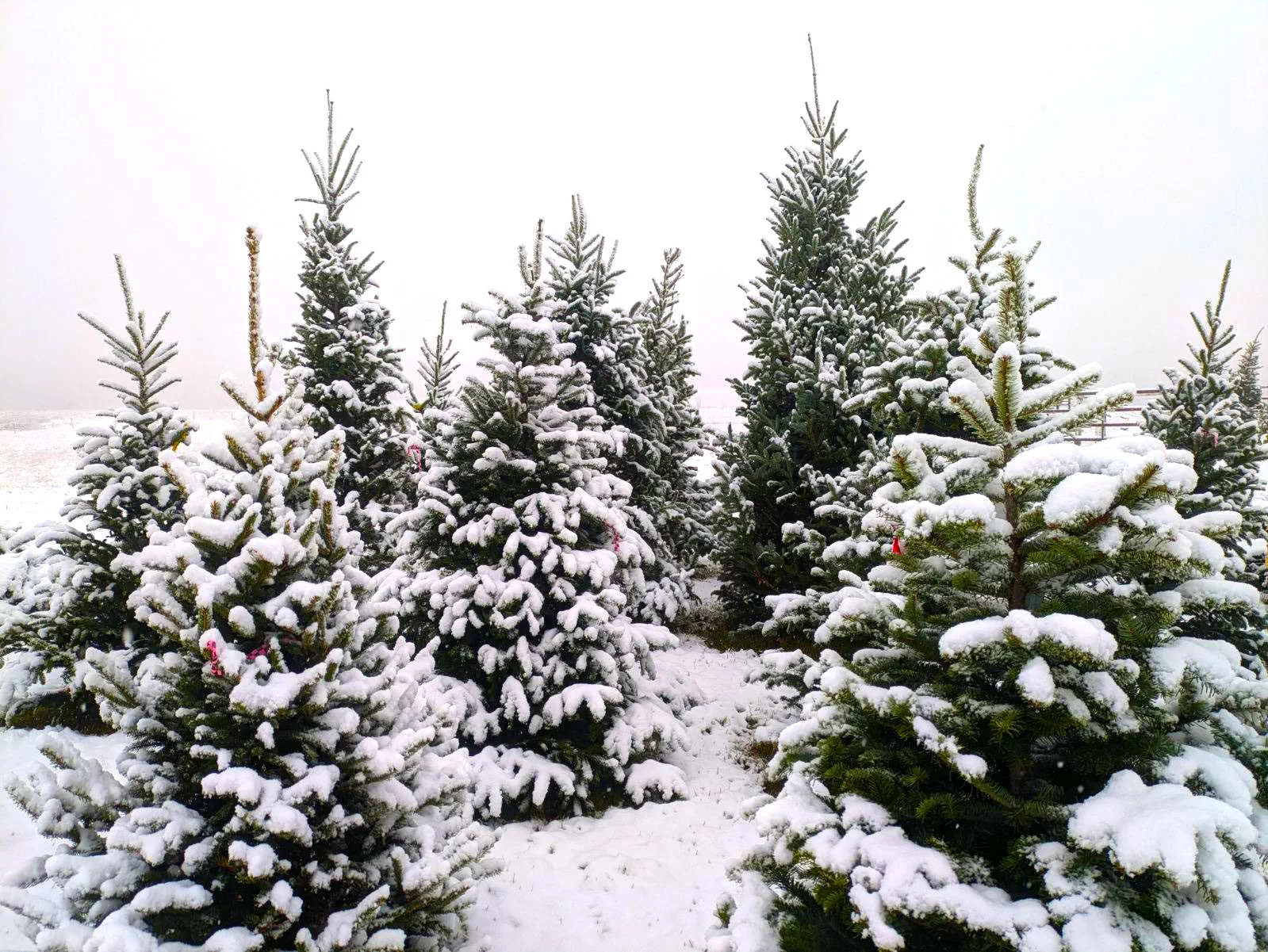 2025 Christmas Markets