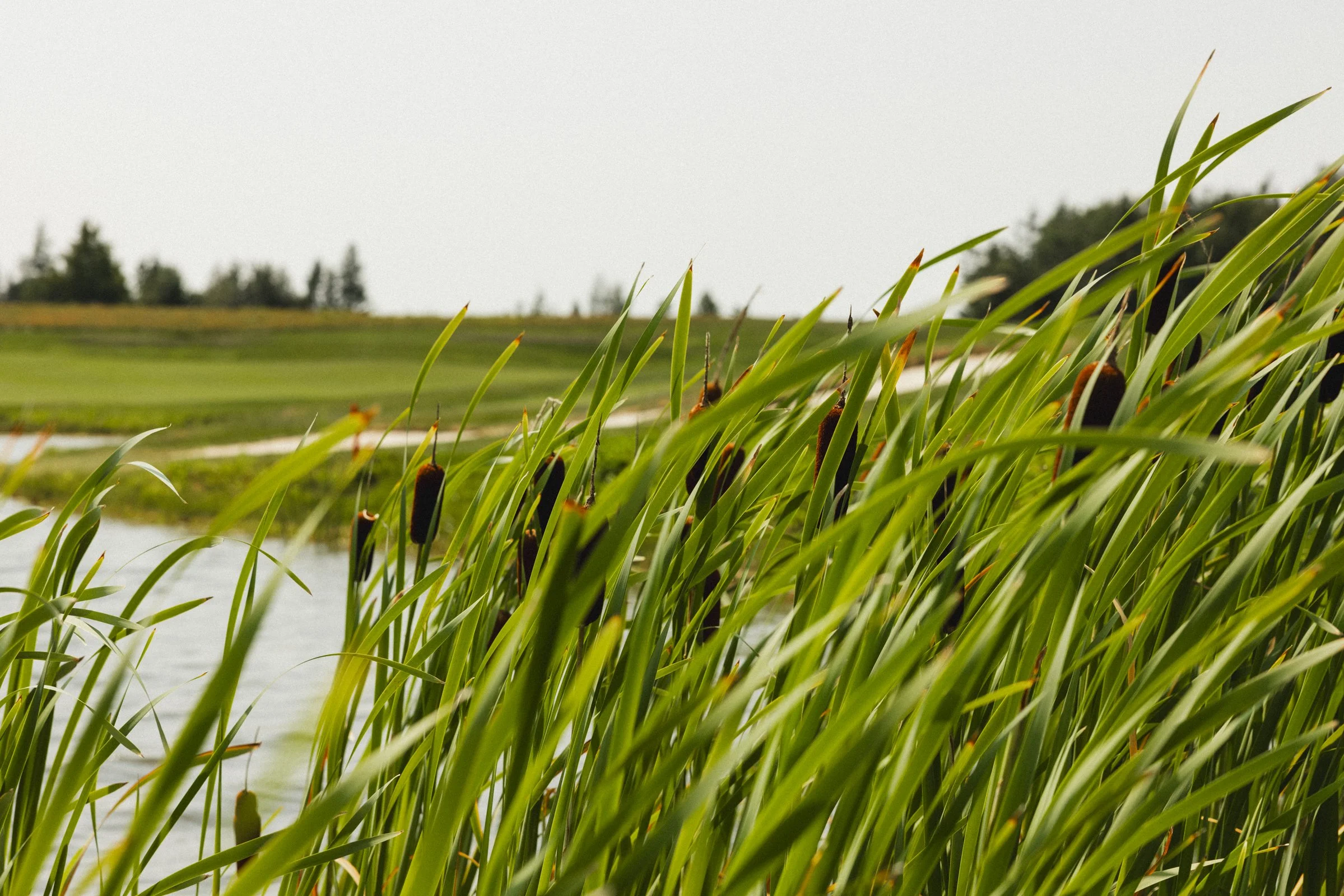Photographie de golf (copie) (copie)