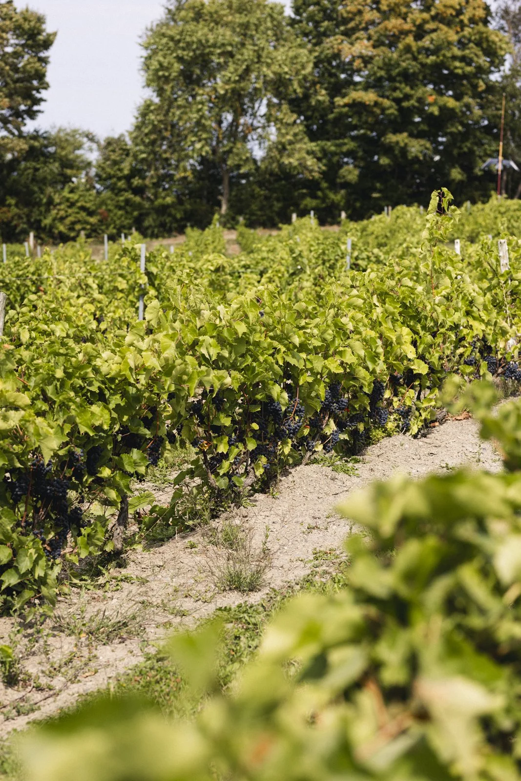 2025-09-22_VignobleArdennais- Karl-ErikBilodeau -29.jpg